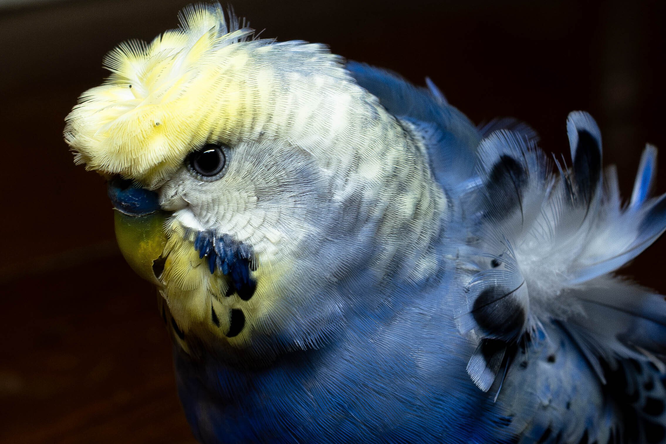 駿台の渡辺幹雄先生の世界史チェックテストフルセット 最上位クラス