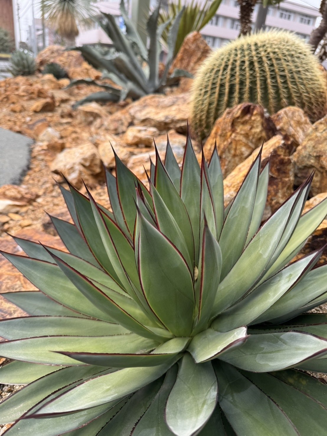 ブルーグロー 直径60cm 大株 | アガベ