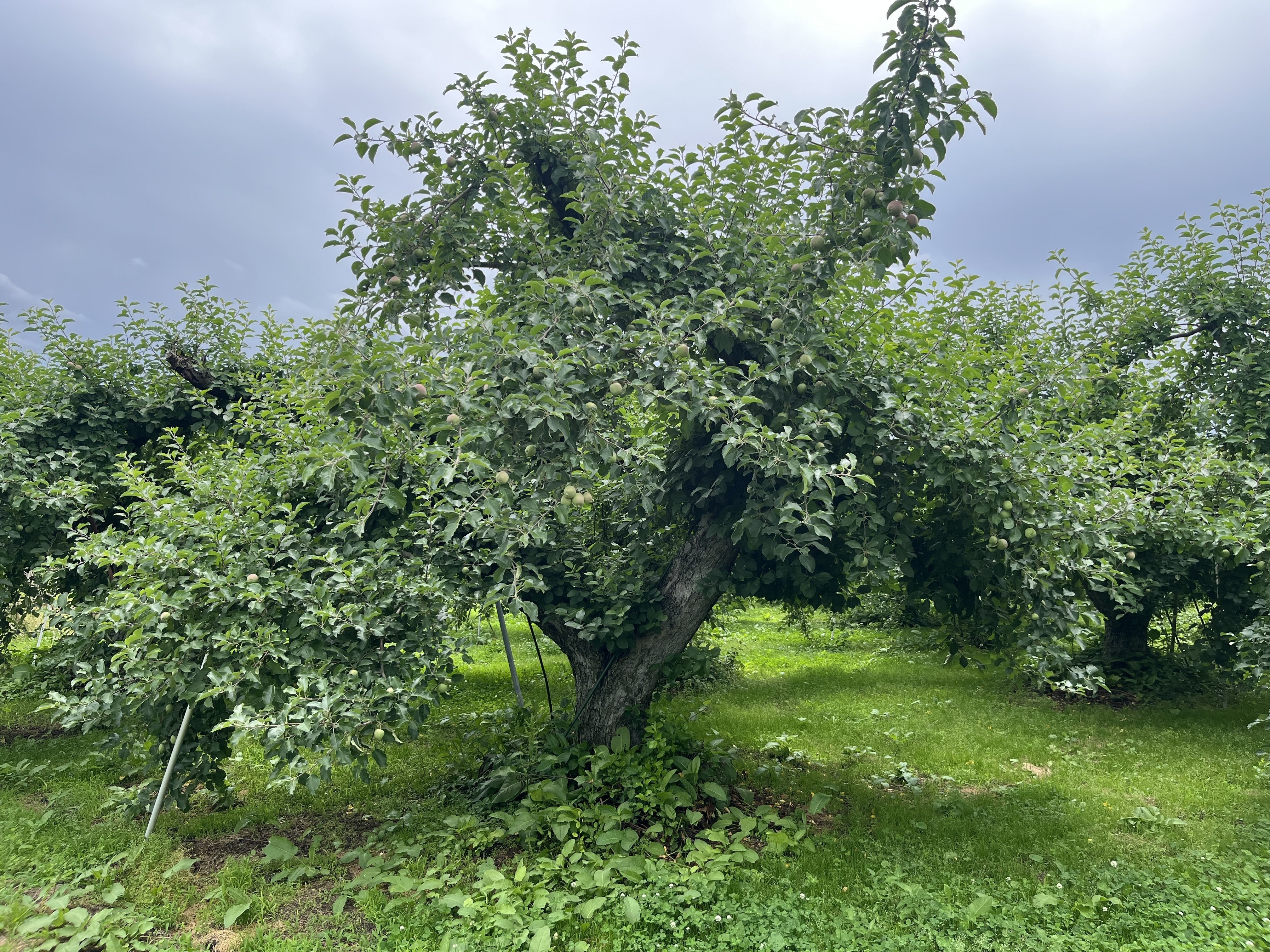 りんごの生育レポート＃2025年6月｜クニミノマド オーナー制度