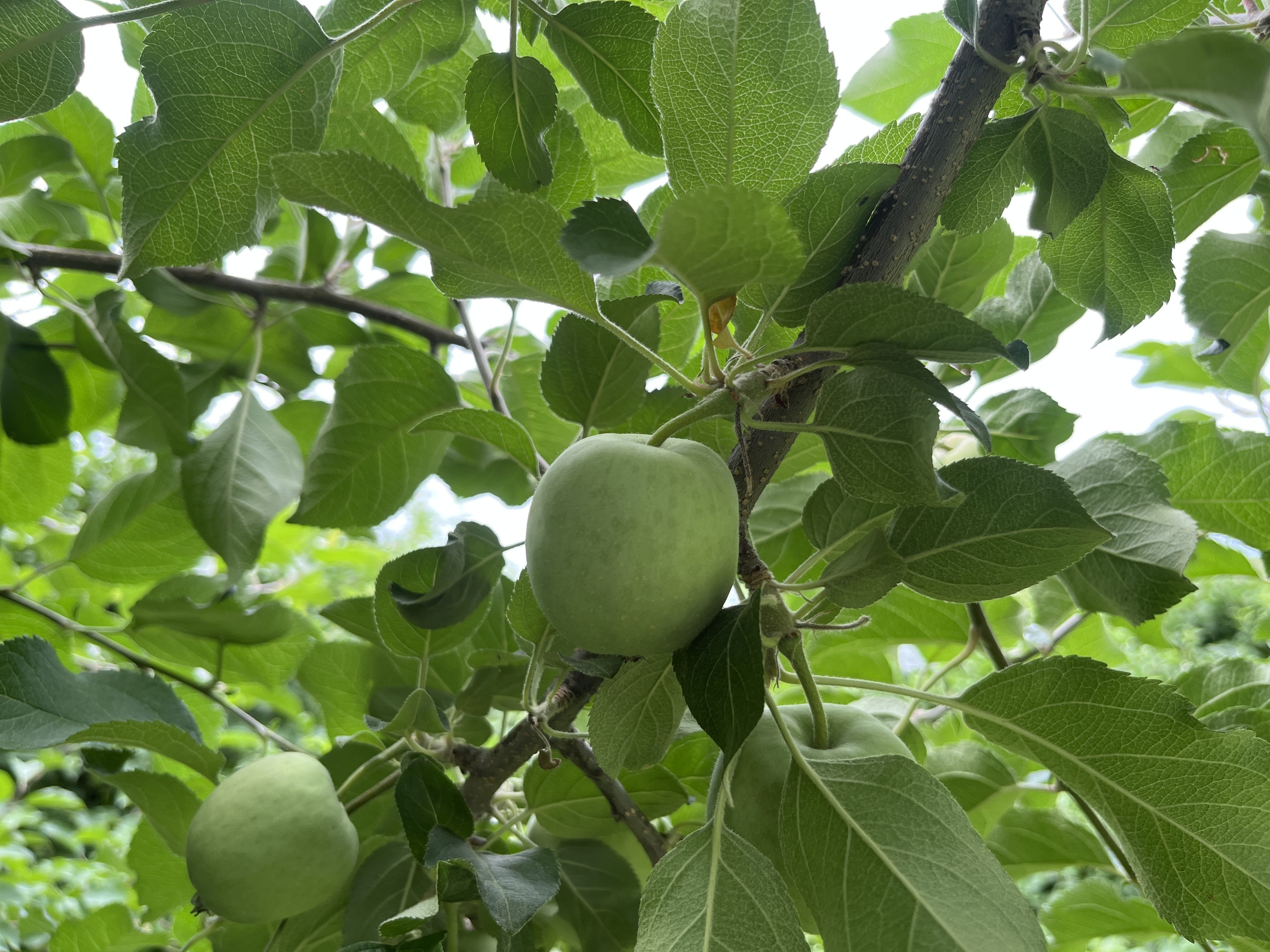 りんごの生育レポート＃2025年6月｜クニミノマド オーナー制度