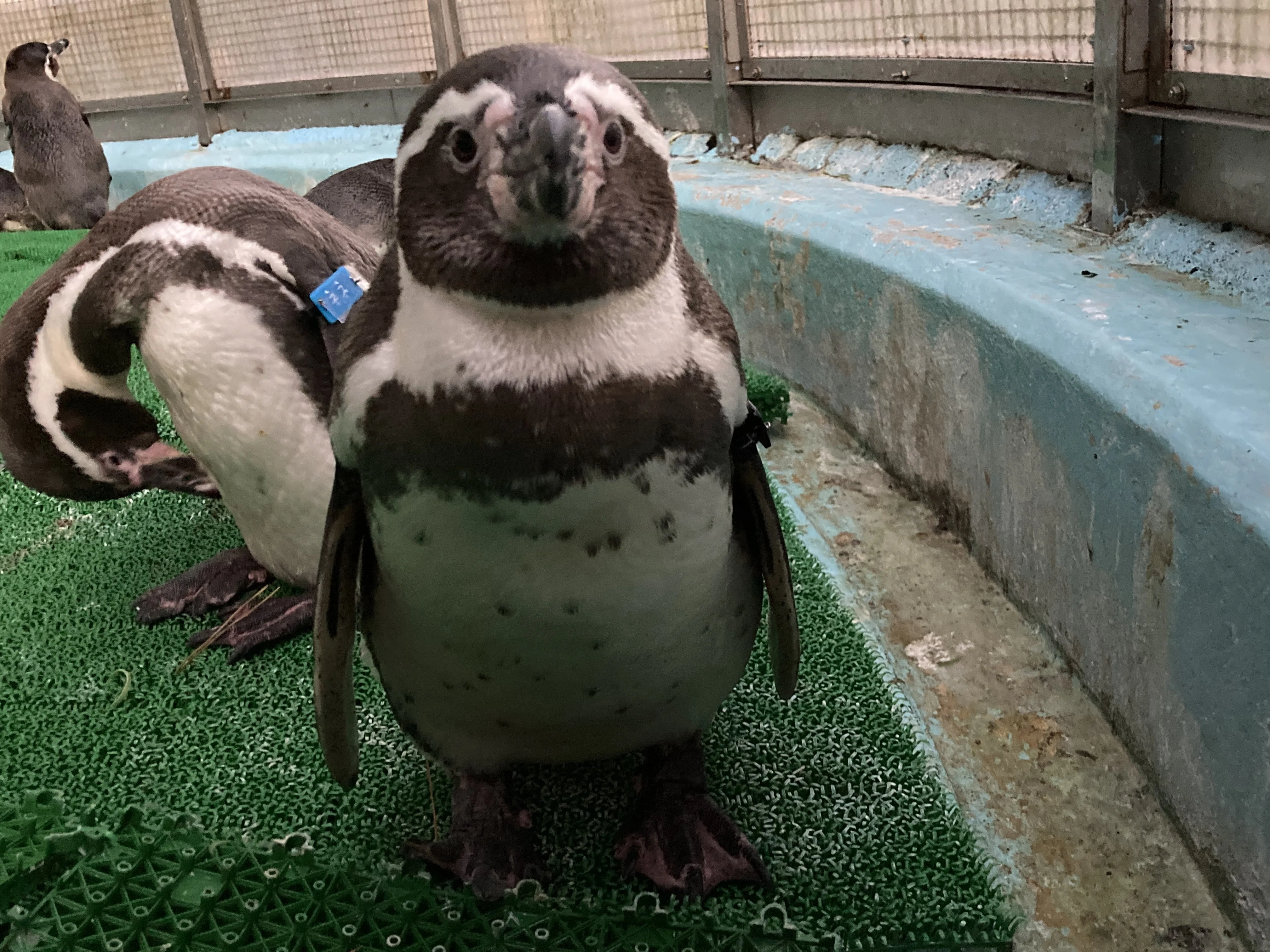 ある個体のある行動理由について考えてみる🤔｜桂浜水族館 公式