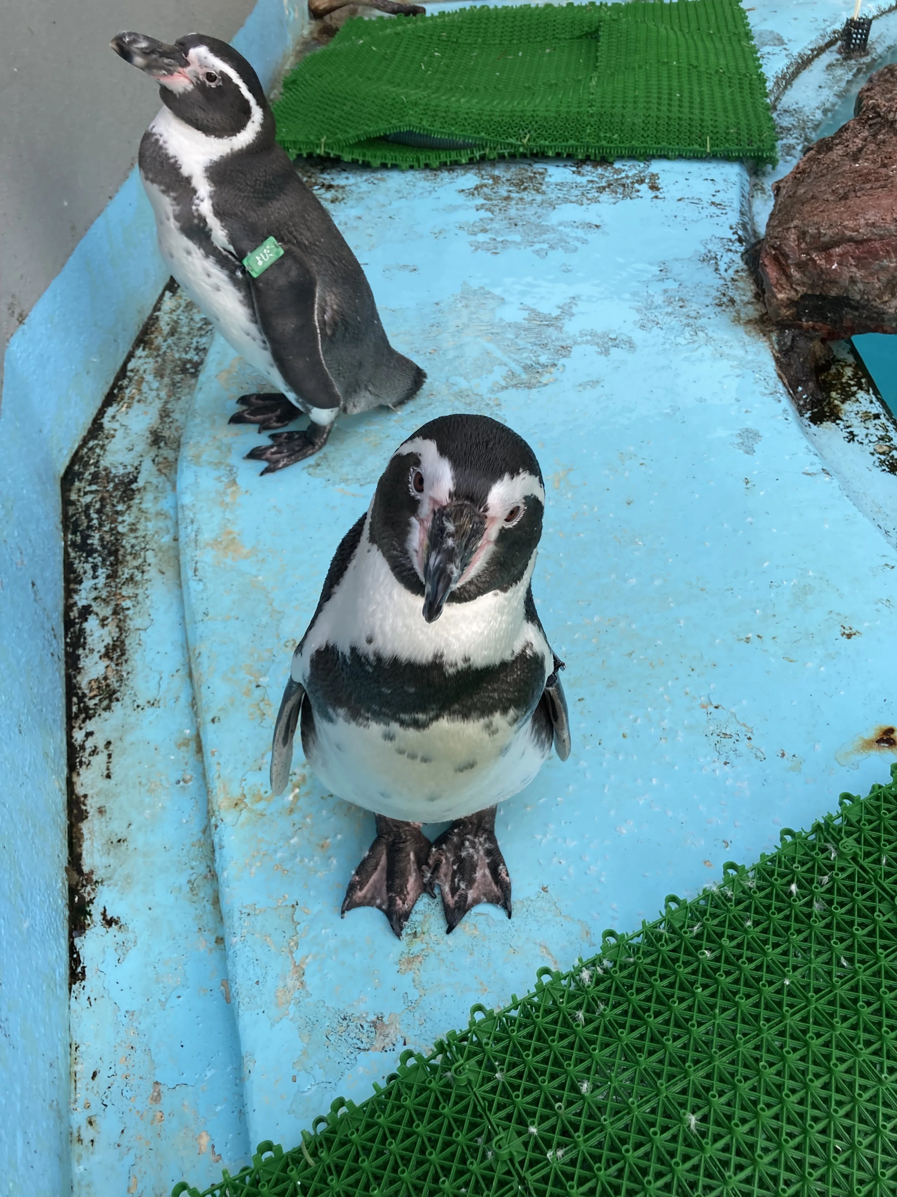 ある個体のある行動理由について考えてみる🤔｜桂浜水族館 公式