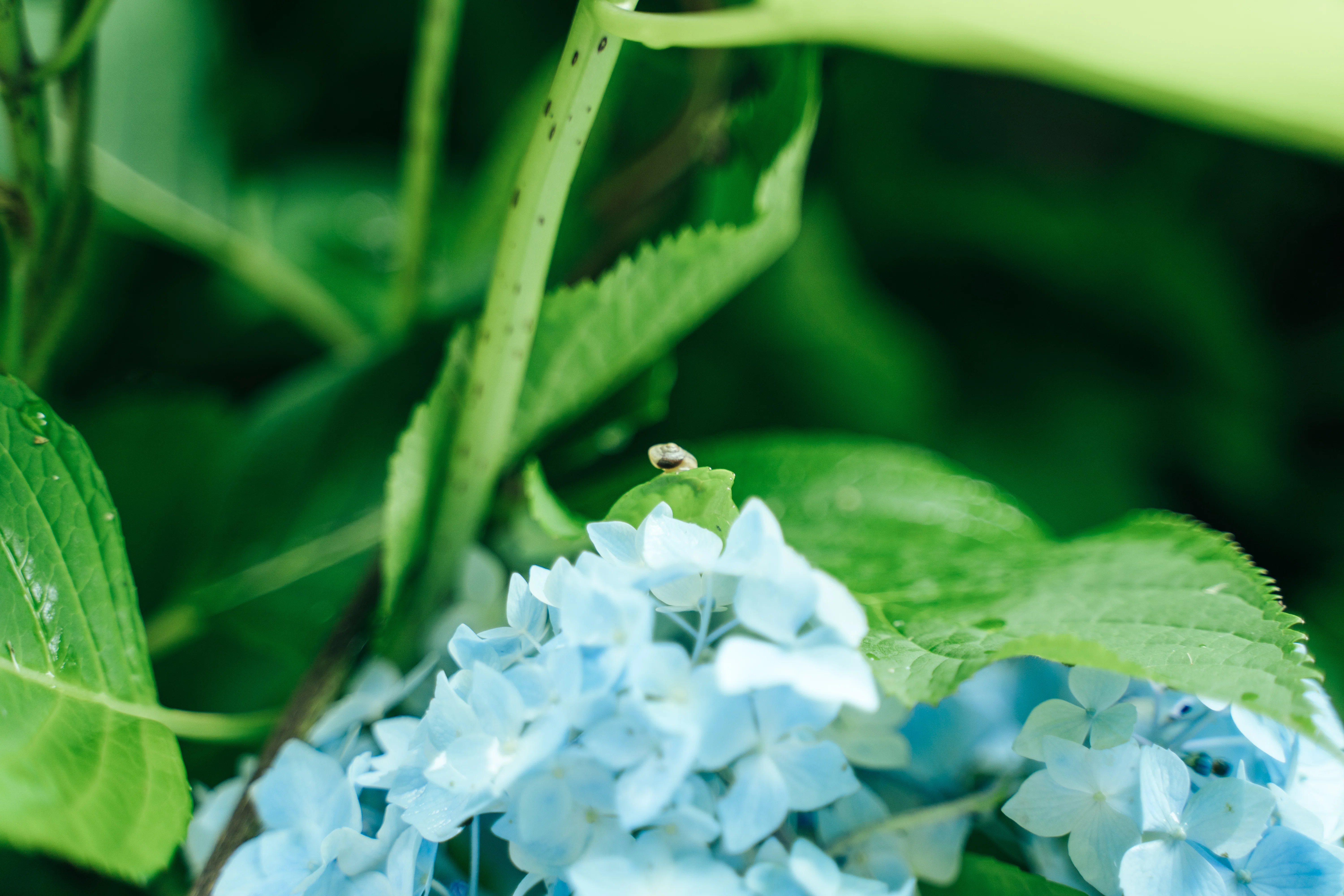 The Phantom Hydrangea Road! A Special View Gifted by the Rainy