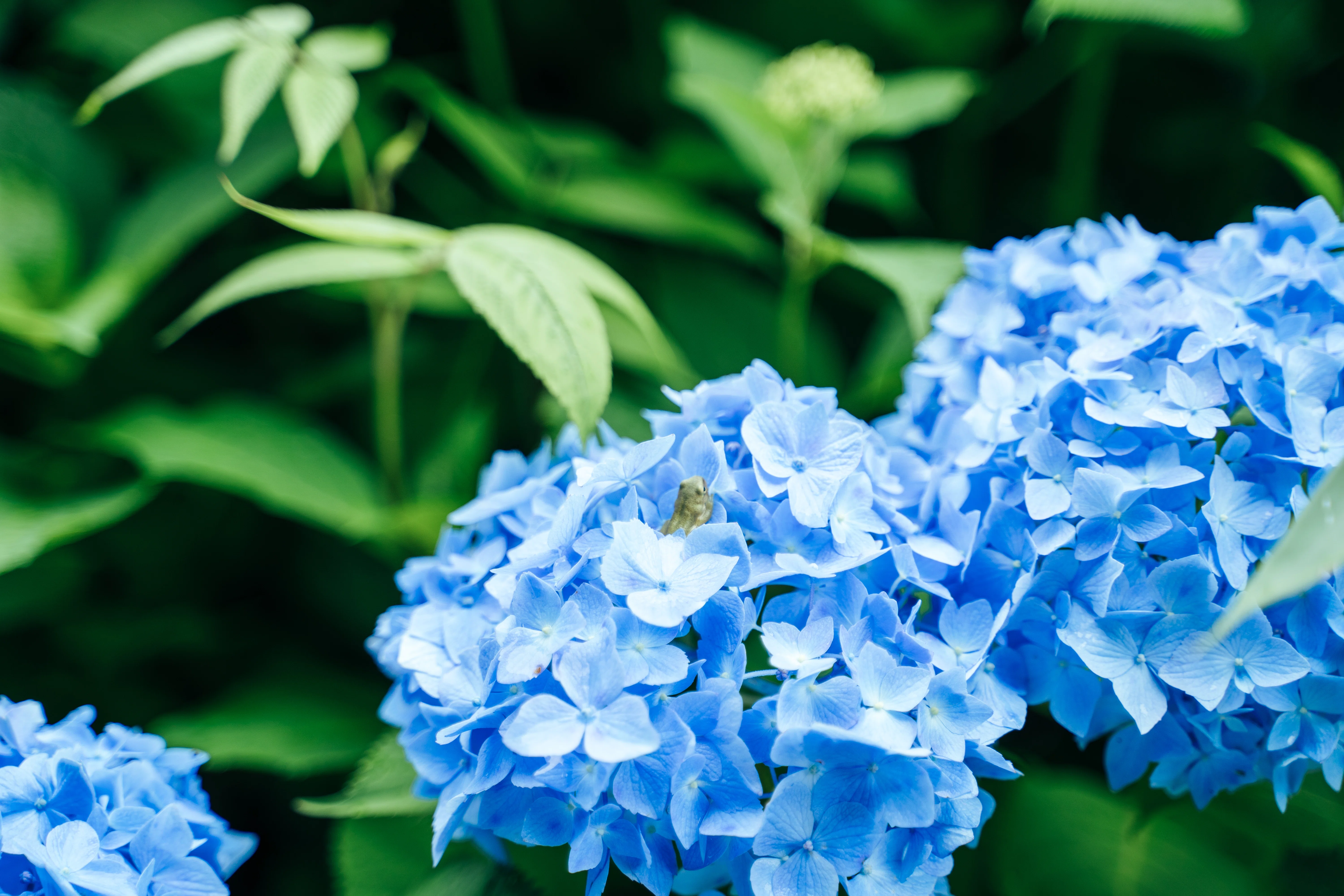 The Phantom Hydrangea Road! A Special View Gifted by the Rainy