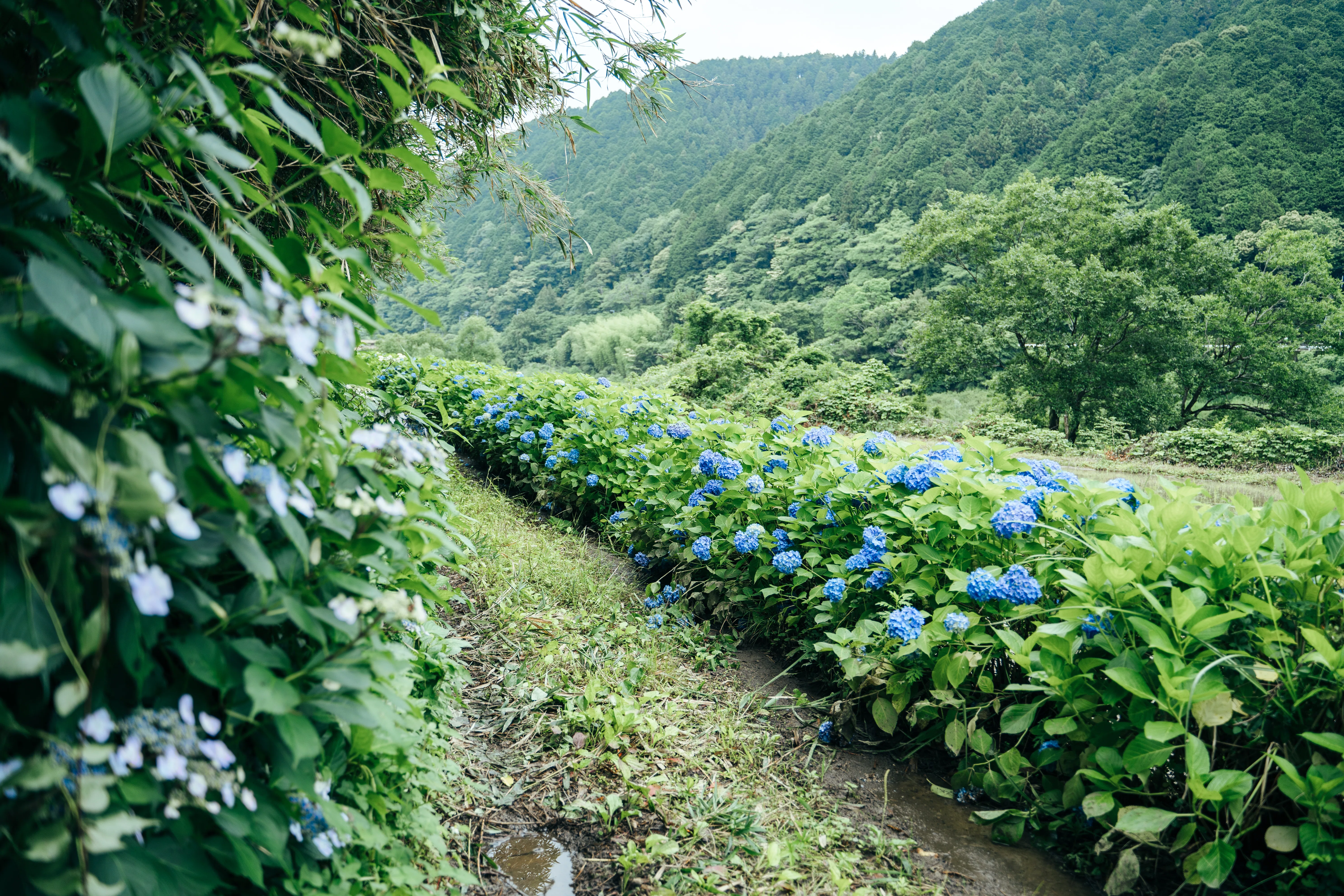 The Phantom Hydrangea Road! A Special View Gifted by the Rainy