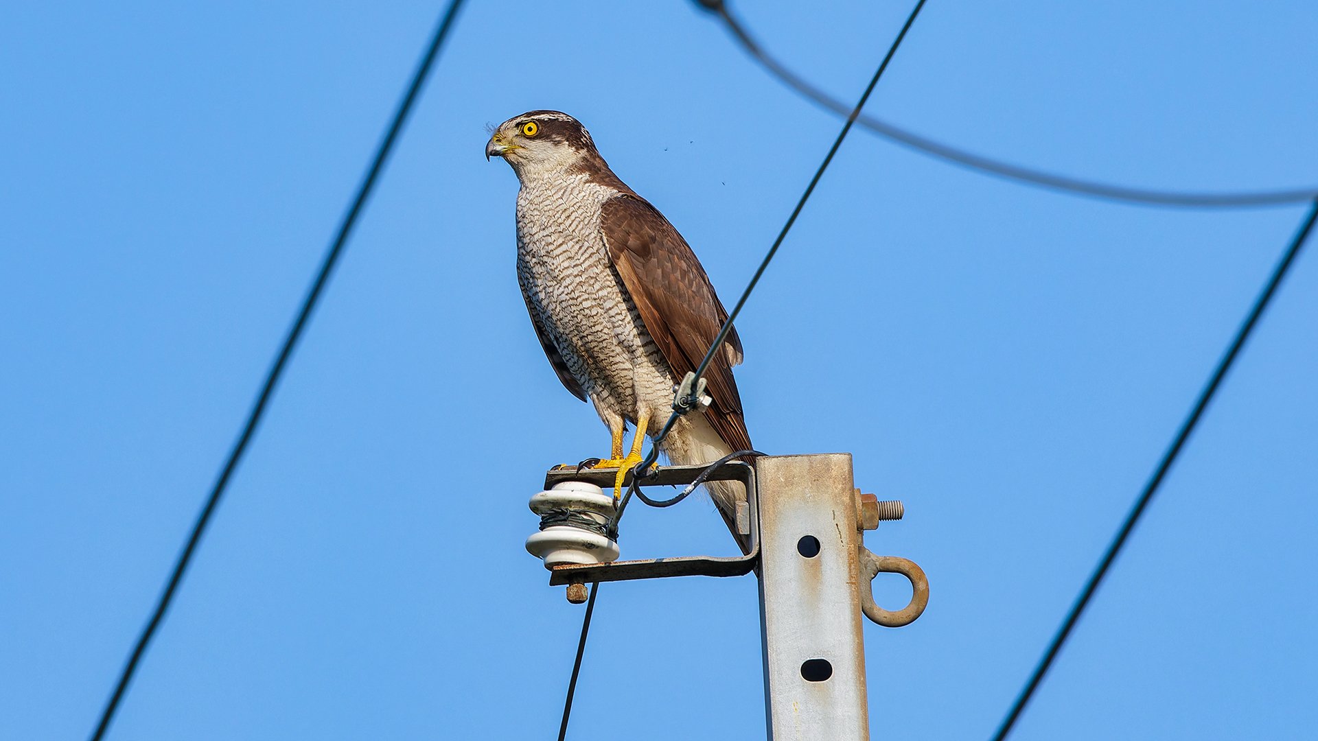 獲物を狙うオオタカ｜神戸の野鳥note@きたの みつよし