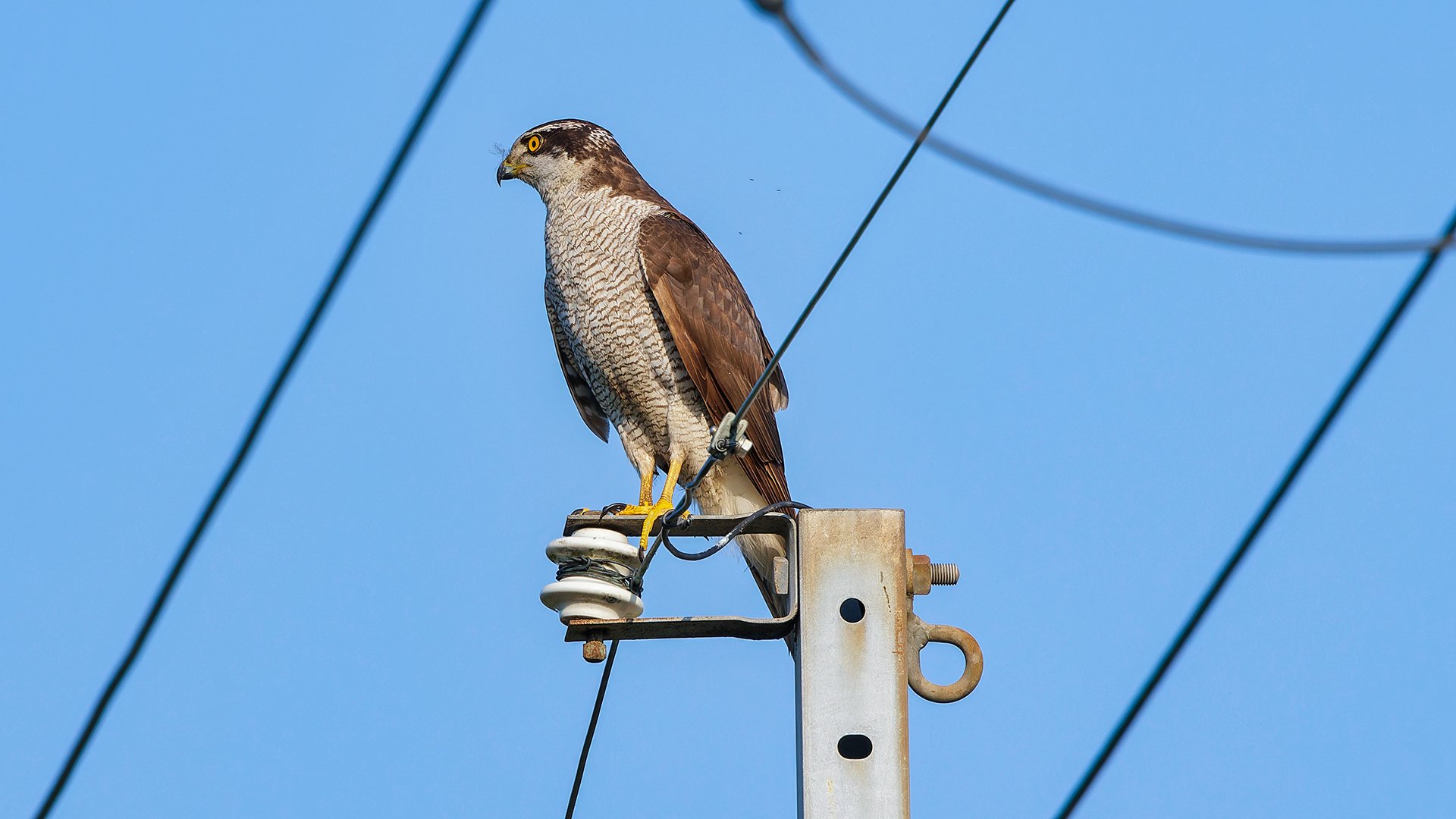 獲物を狙うオオタカ｜神戸の野鳥note@きたの みつよし
