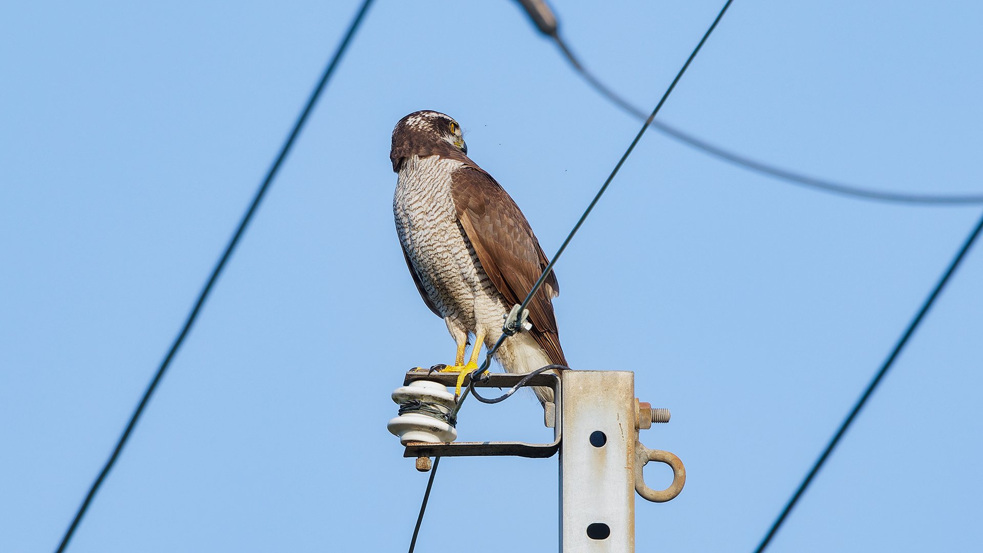 獲物を狙うオオタカ｜神戸の野鳥note@きたの みつよし