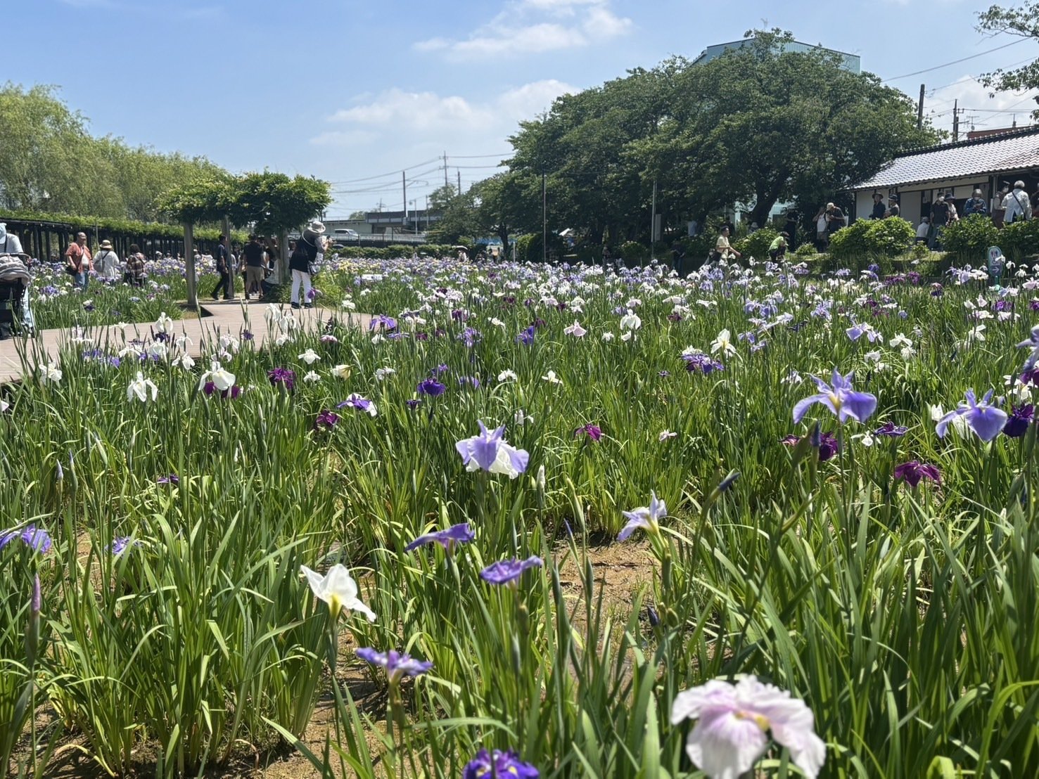 水郷潮来一日あやめ娘として、しかこがPRしてきました！｜鹿島アントラーズ