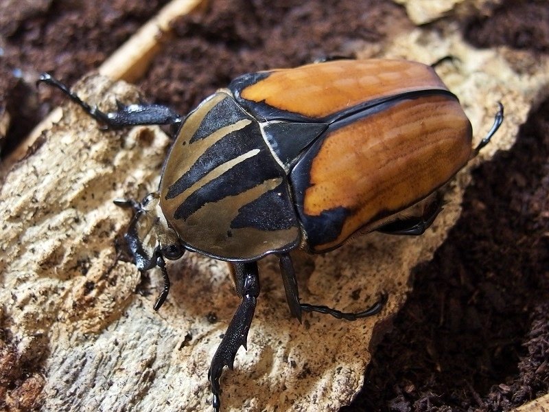 オーベルチュールオオツノカナブン メキロリーナ ♂64 ♂57 ♀48 〈103