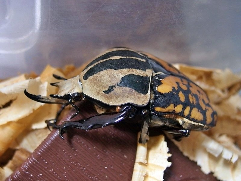 WD】オーベルチュールオオツノカナブンの飼育記録【2015～2016