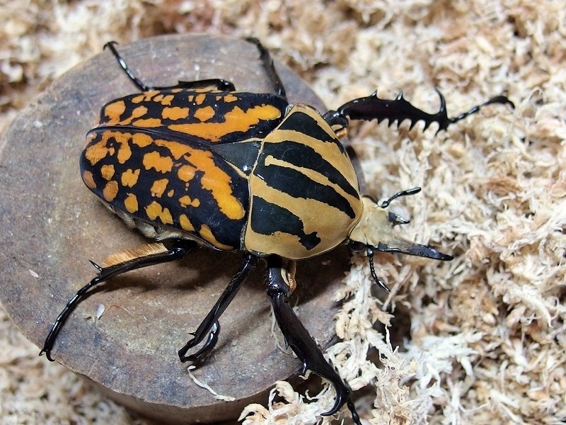 WD】オーベルチュールオオツノカナブンの飼育記録【2015～2016】｜AKECHI