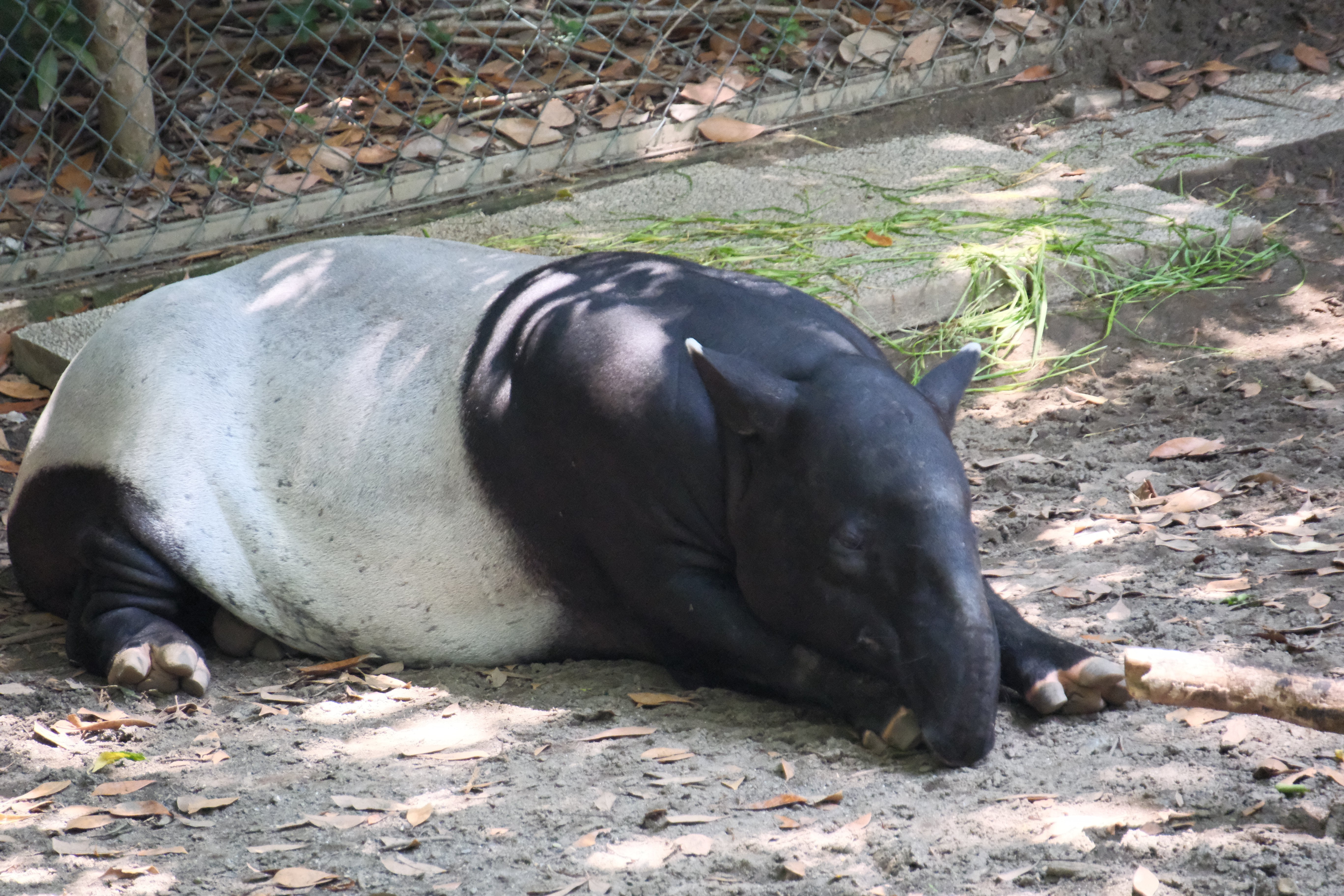 【後払い手数料無料】 51.千葉市動物公園 SIGMA16-300｜残すなら旅の写真を｜MAI ノンフィクション・教養