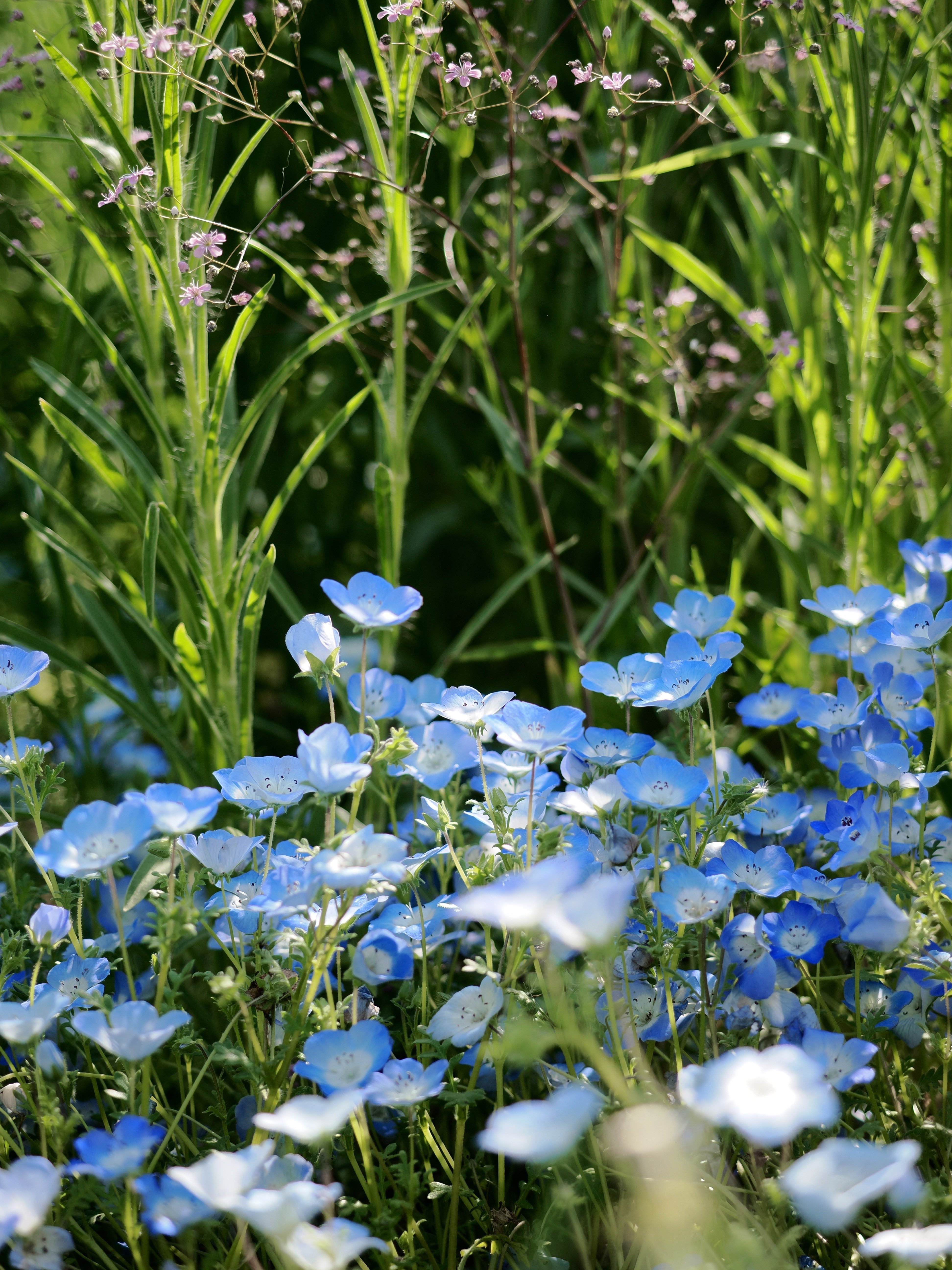 花様年華　公式ミニフォト 雑多な写真】昭和記念公園【2025.4】｜平乃ひら