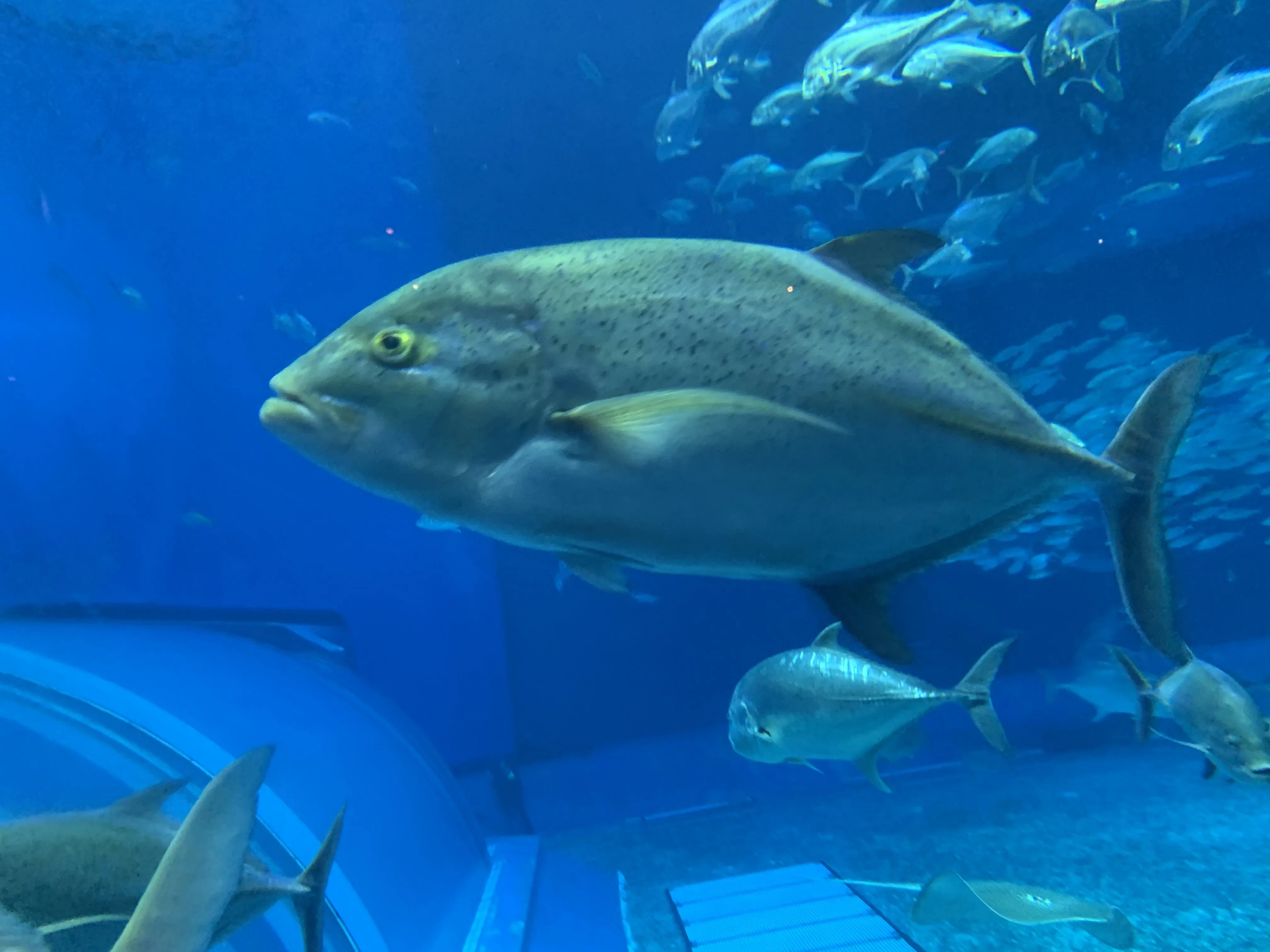 大の魚好きが沖縄美ら海水族館に行ってきた②〜ジンベイザメやマンタも