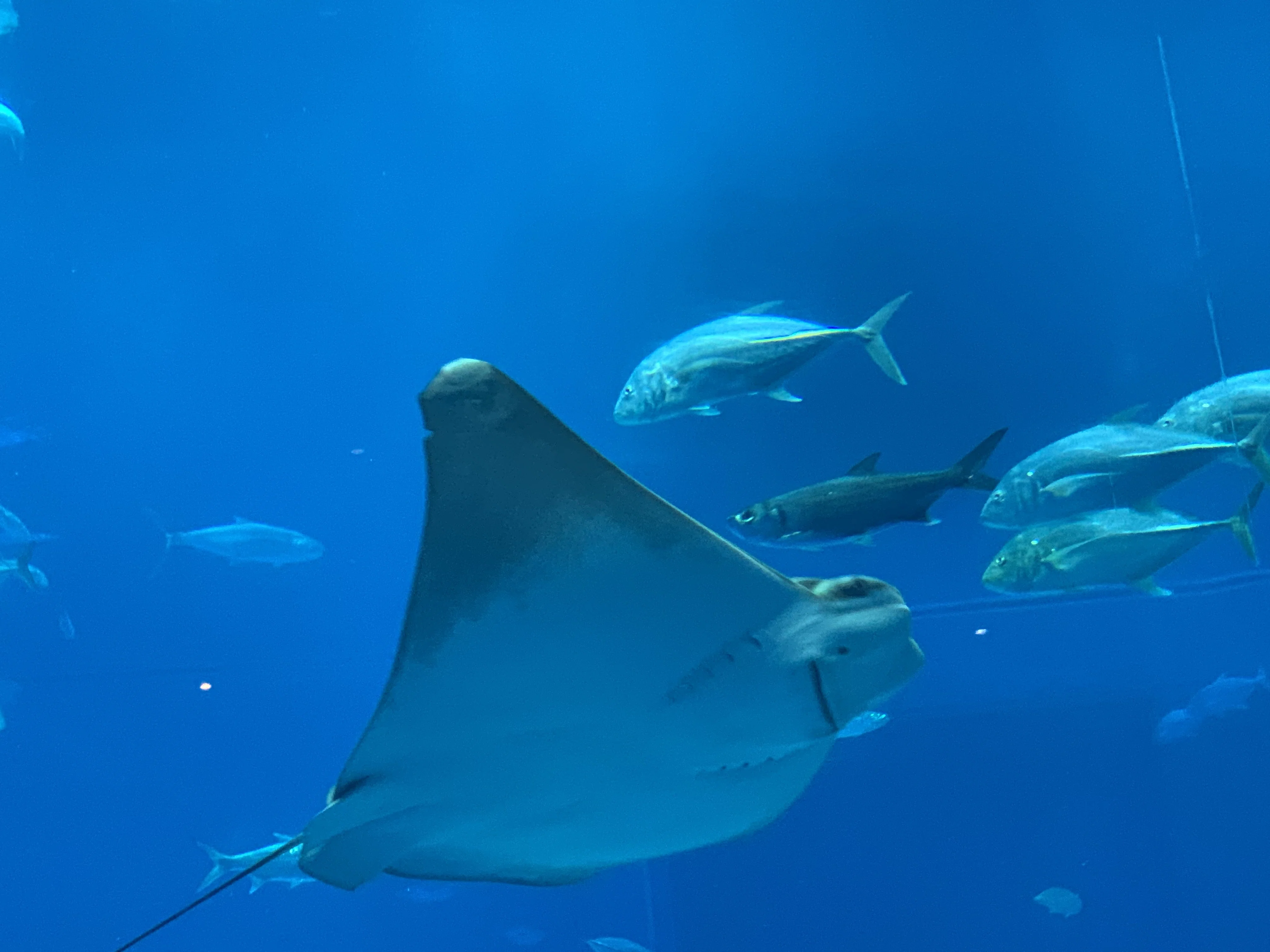 大の魚好きが沖縄美ら海水族館に行ってきた②〜ジンベイザメやマンタも