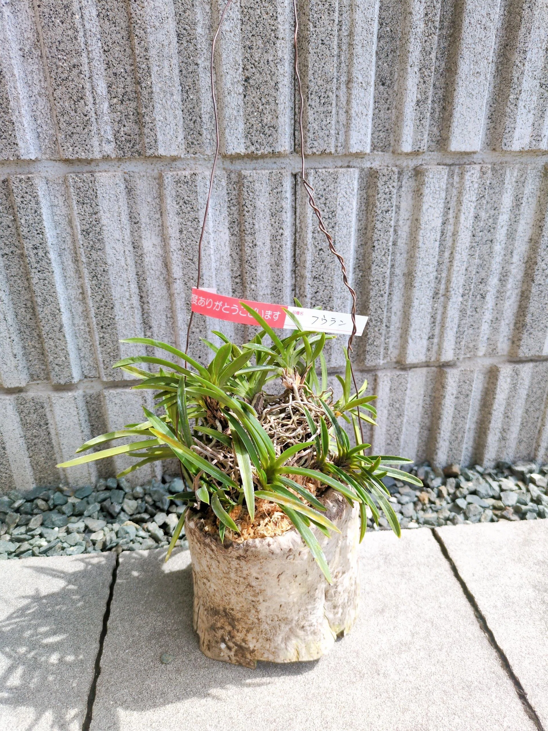 Encountering Classical Plants｜ふれあいホームタウン｜広島県の総合