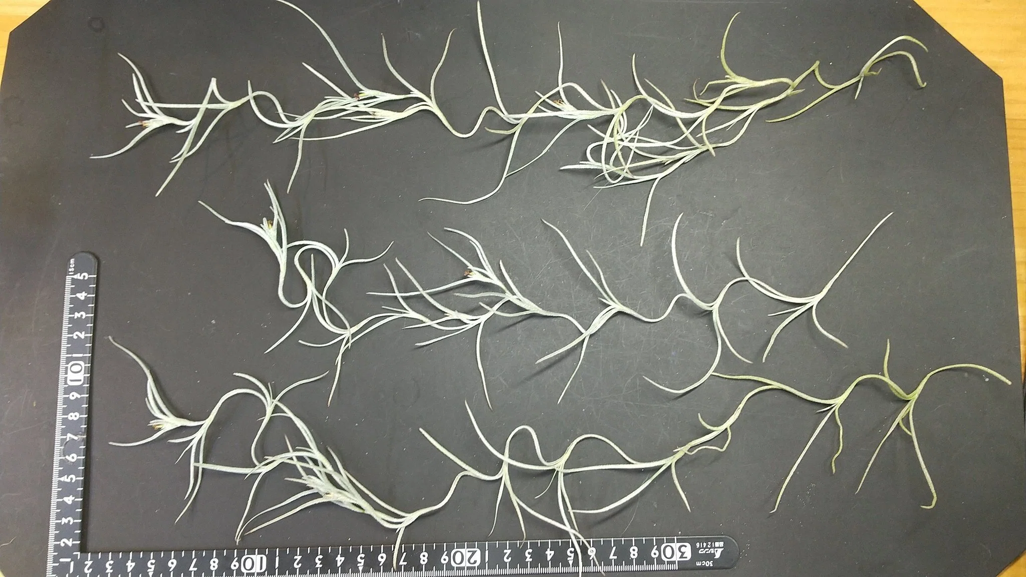 チランジア入荷リスト6/11｜NatureGarden🌿神田