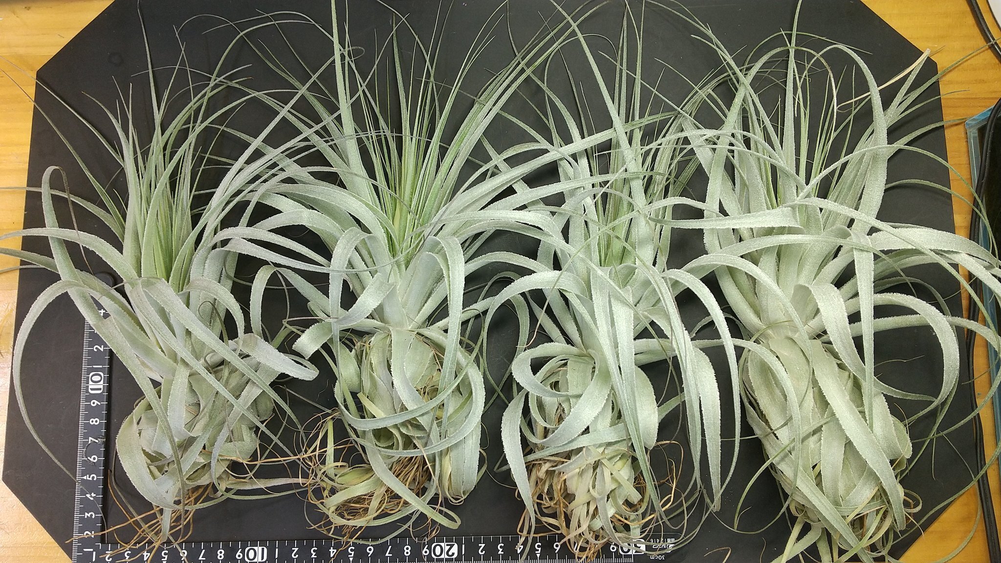 ティランジア　ヘウベルゲリ#6 ワイルドクローン ティランジア ヘウベルゲリ#6 ワイルドクローン チランジア