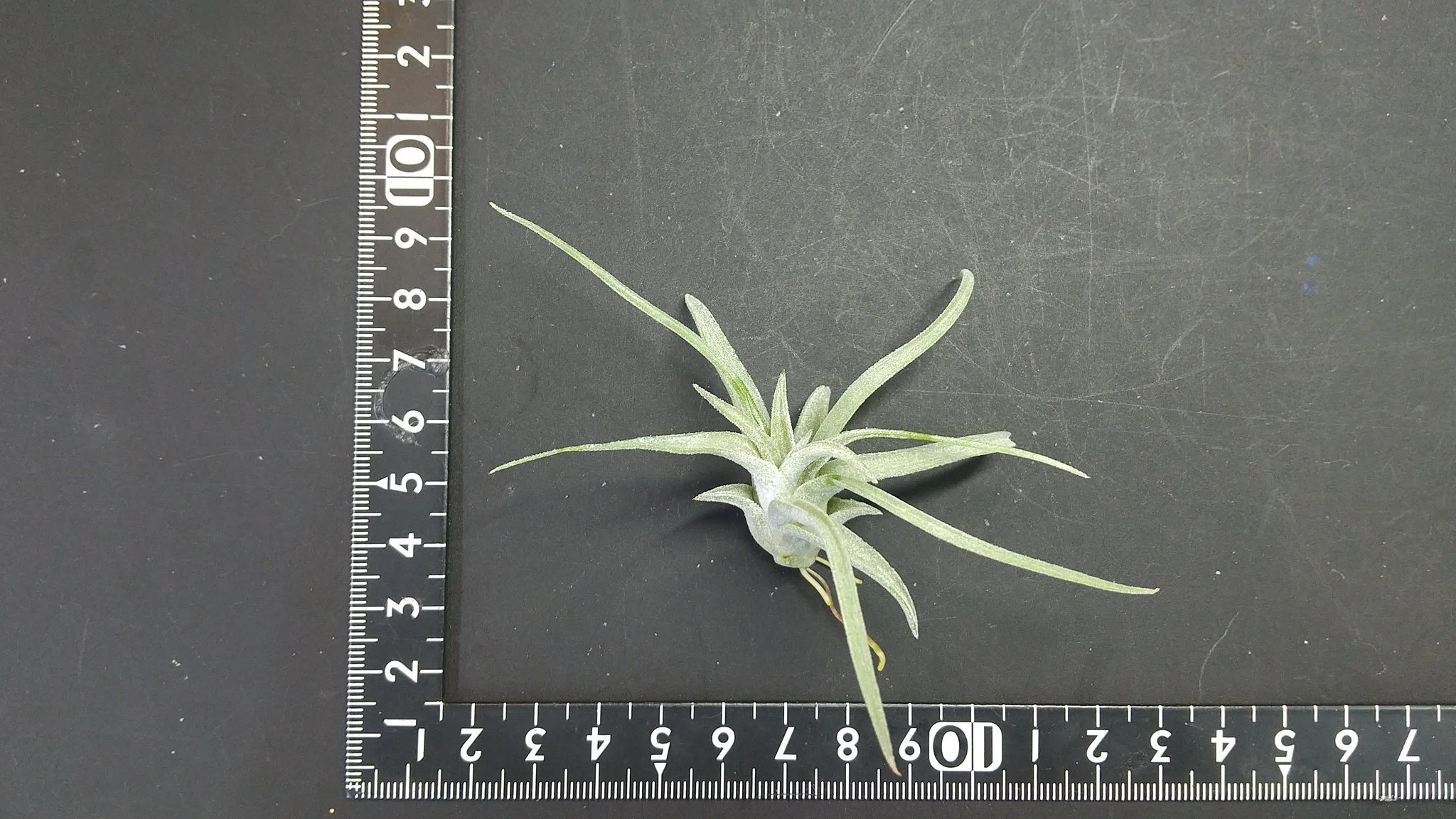 チランジア入荷リスト6/11｜NatureGarden🌿神田
