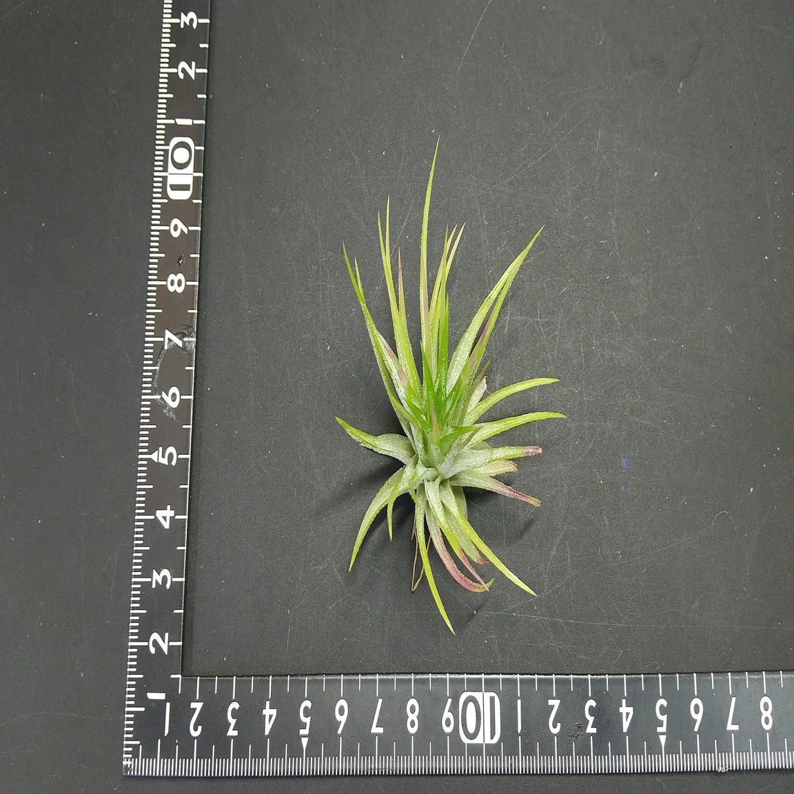 チランジア入荷リスト6/11｜NatureGarden🌿神田