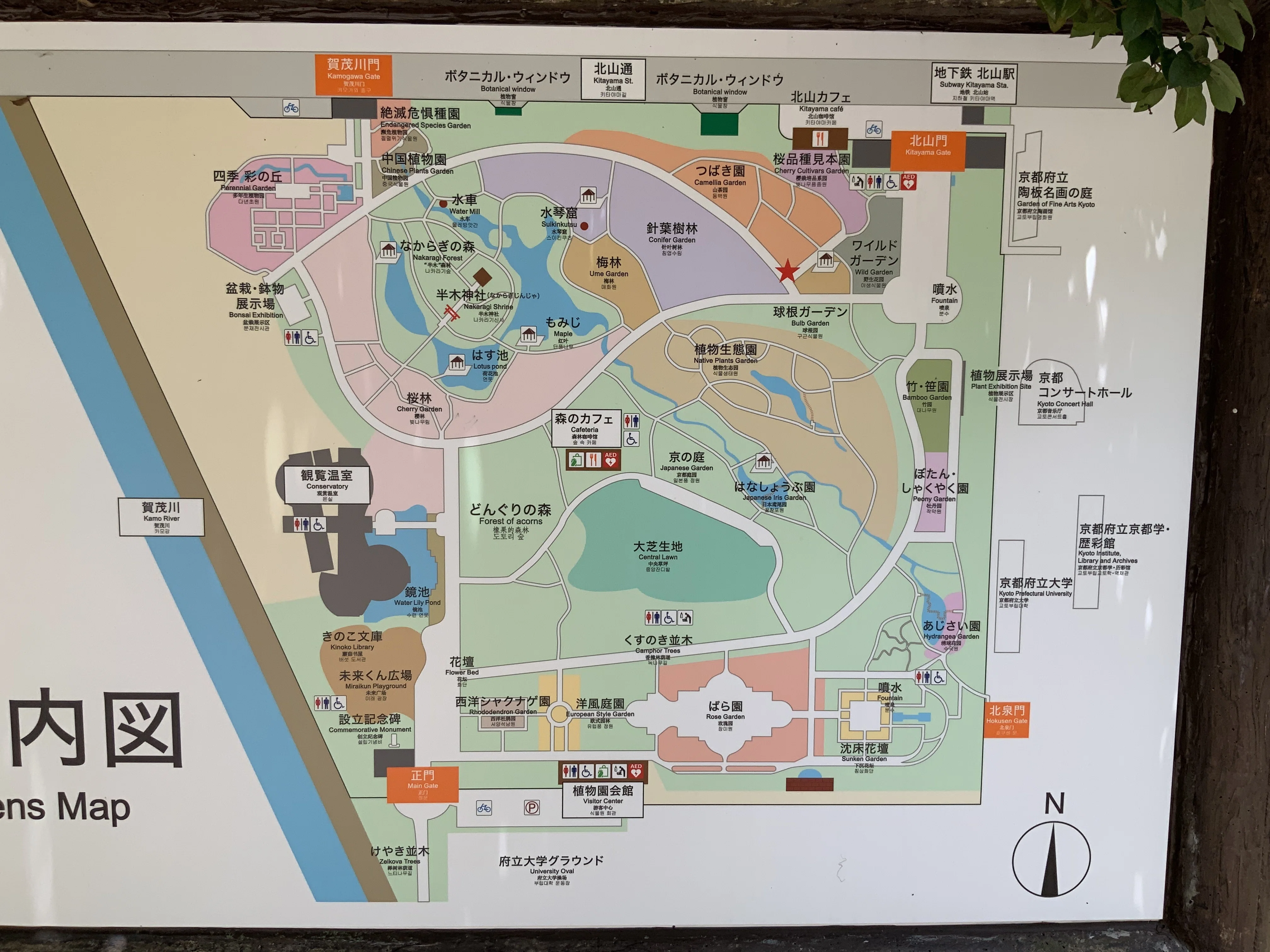 京都府立植物園のあじさい園：2025年6月22日（日）｜藤井秀昭（『京都