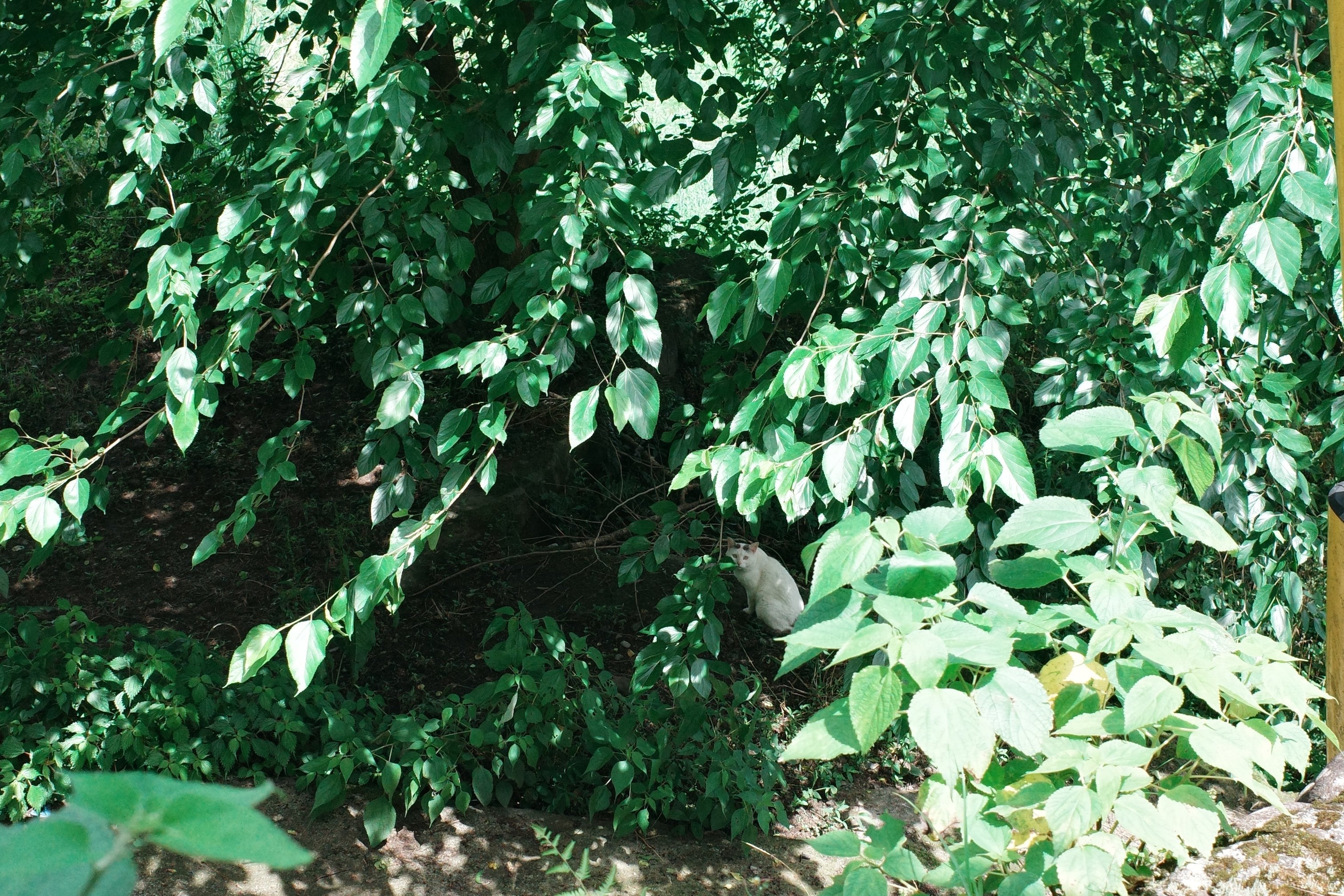 毎日が夢のようならば｜安達茉莉子 mariko adachi