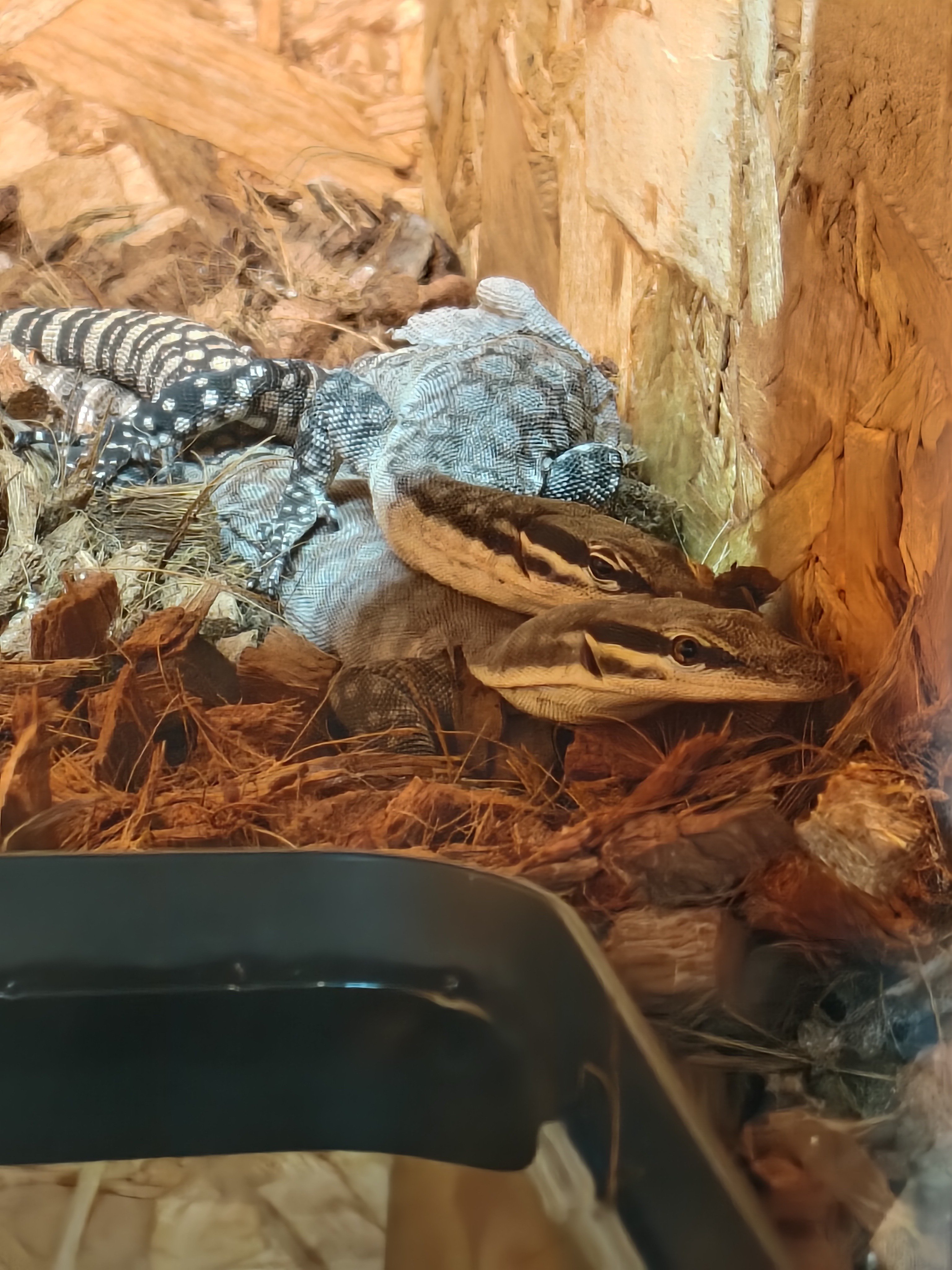 【旧裏】キングドラ★進化系シリーズのオマケ付き★ NEWS｜KING OF PRISM-Your Endless Call-み～んなきらめけ