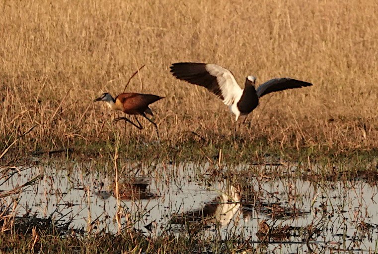 小さな勇者｜武田ちょっこ＊まるまるサファリの本