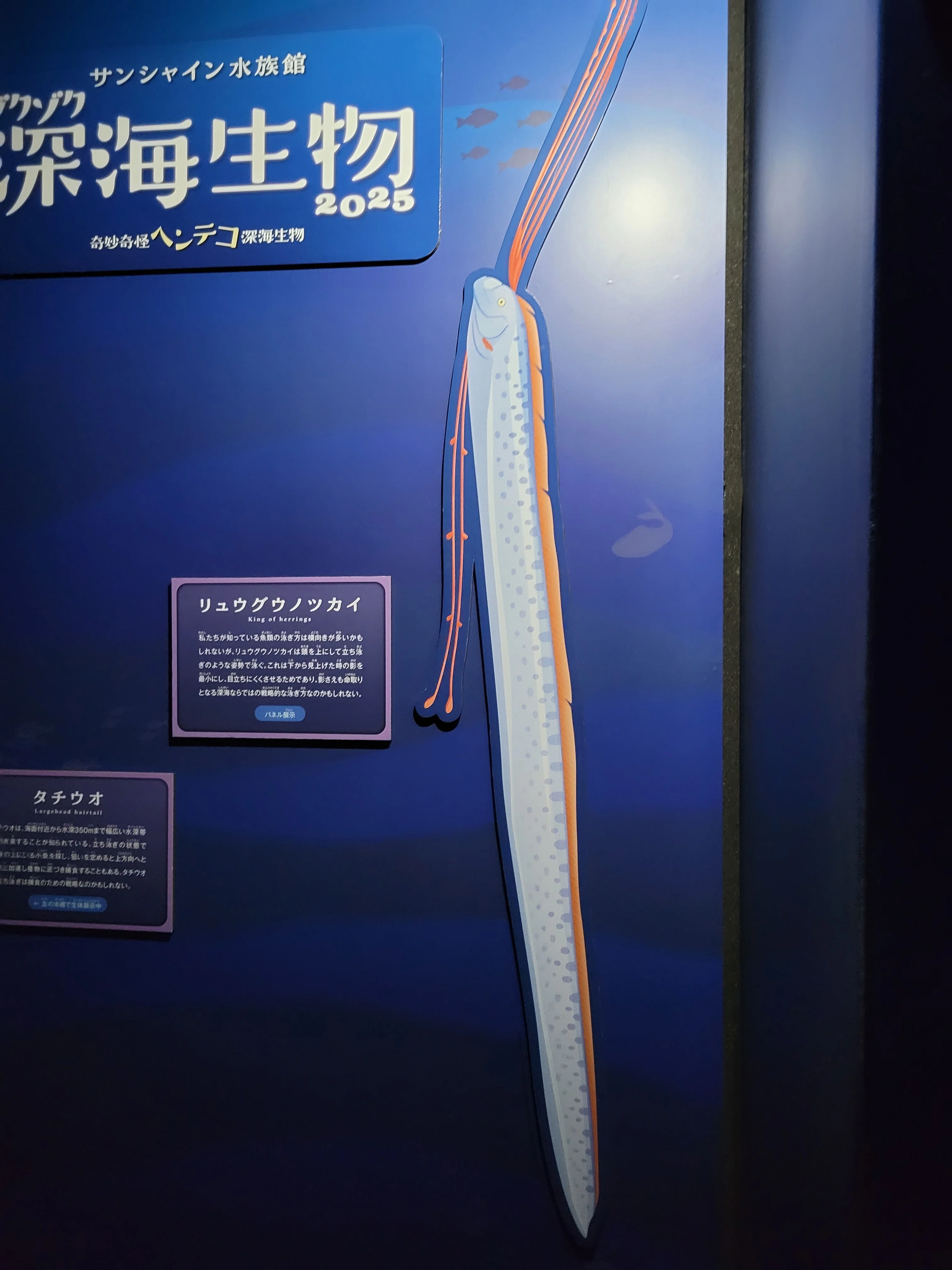 ディギ　リュウグウノツカイ サンシャイン水族館】リュウグウノツカイ｜ドーナツ