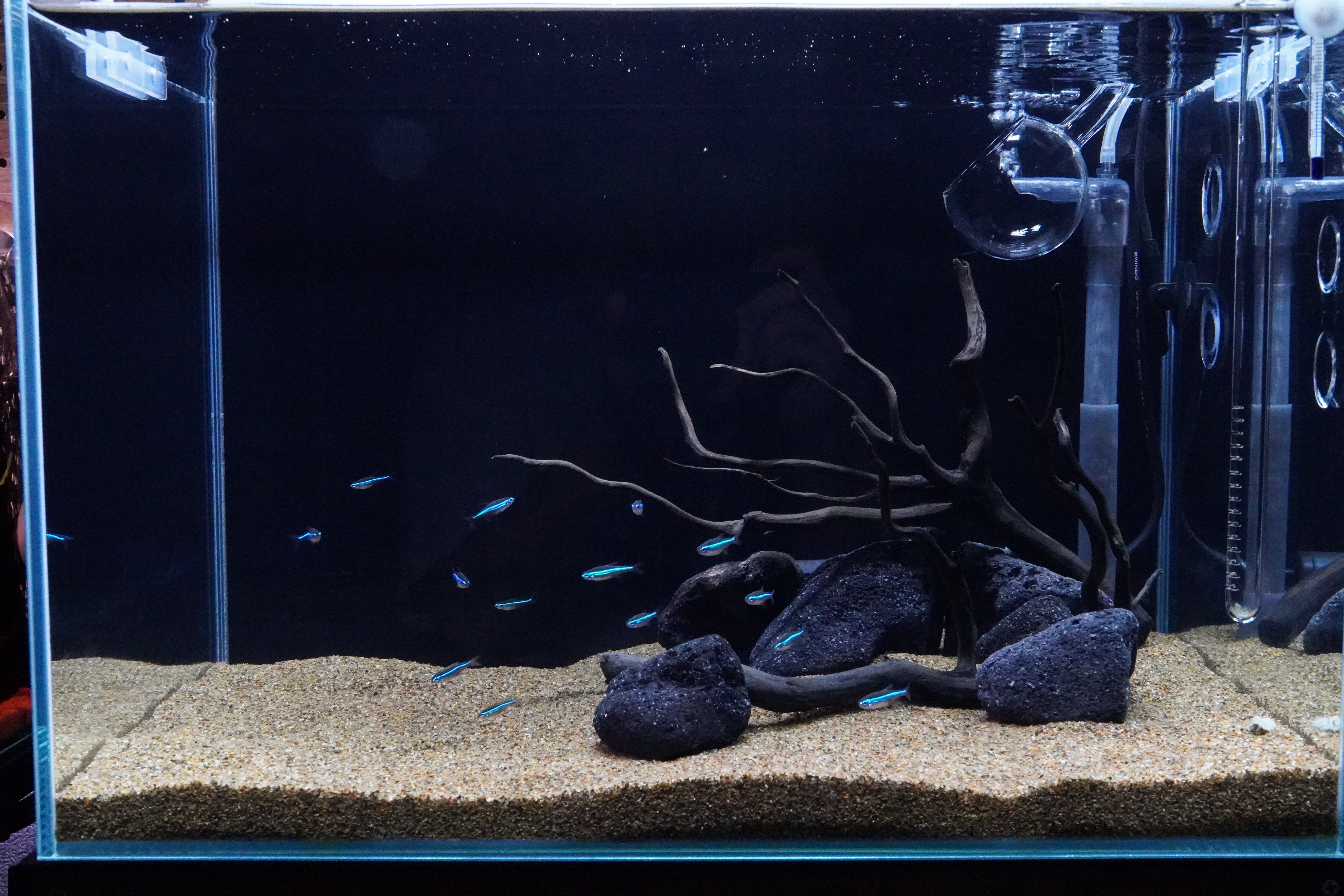 ブラックスマトラブランチ【BSB100】アクアリウム まとめ買い対応可 水槽