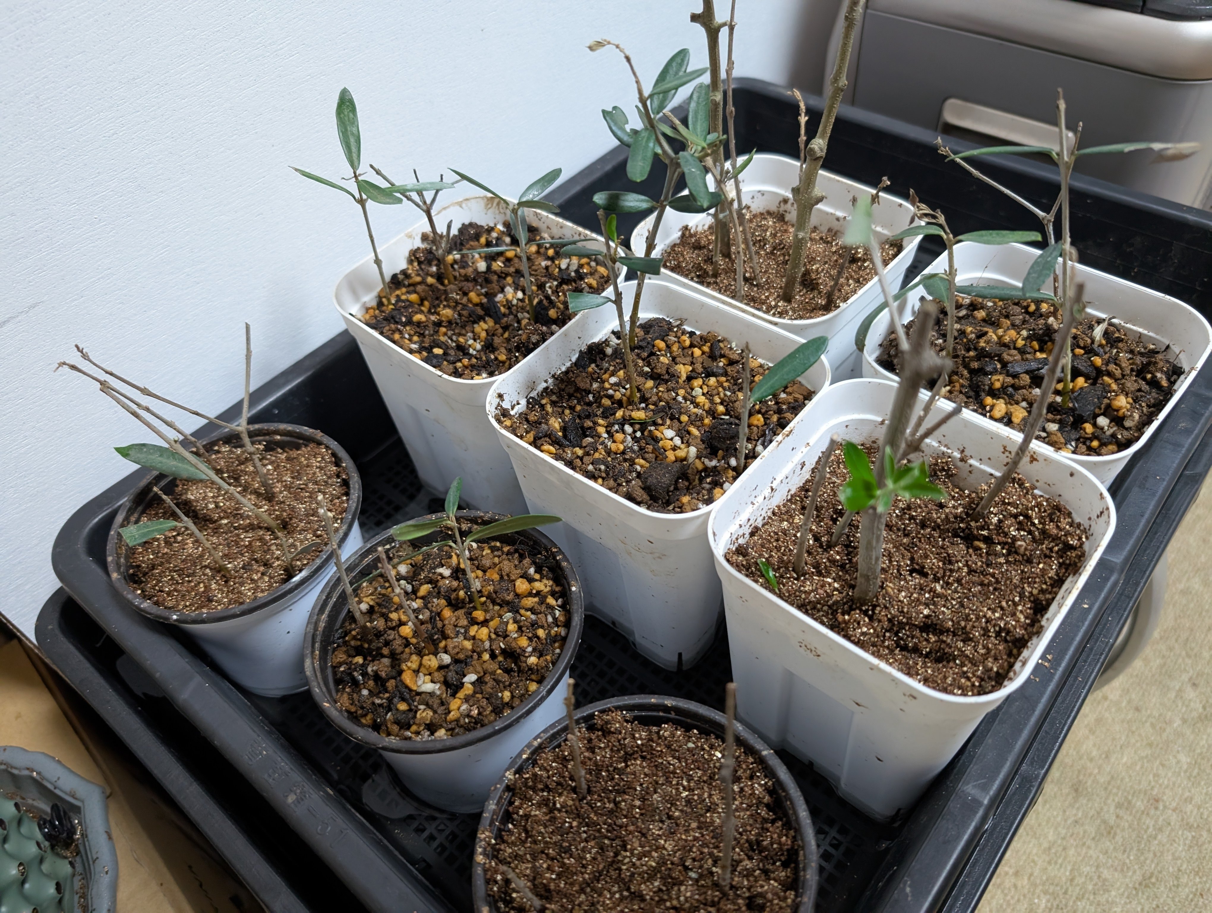 オリーブ挿し木3ヶ月経過後の様子｜テレワークで「副業農家」になるまで