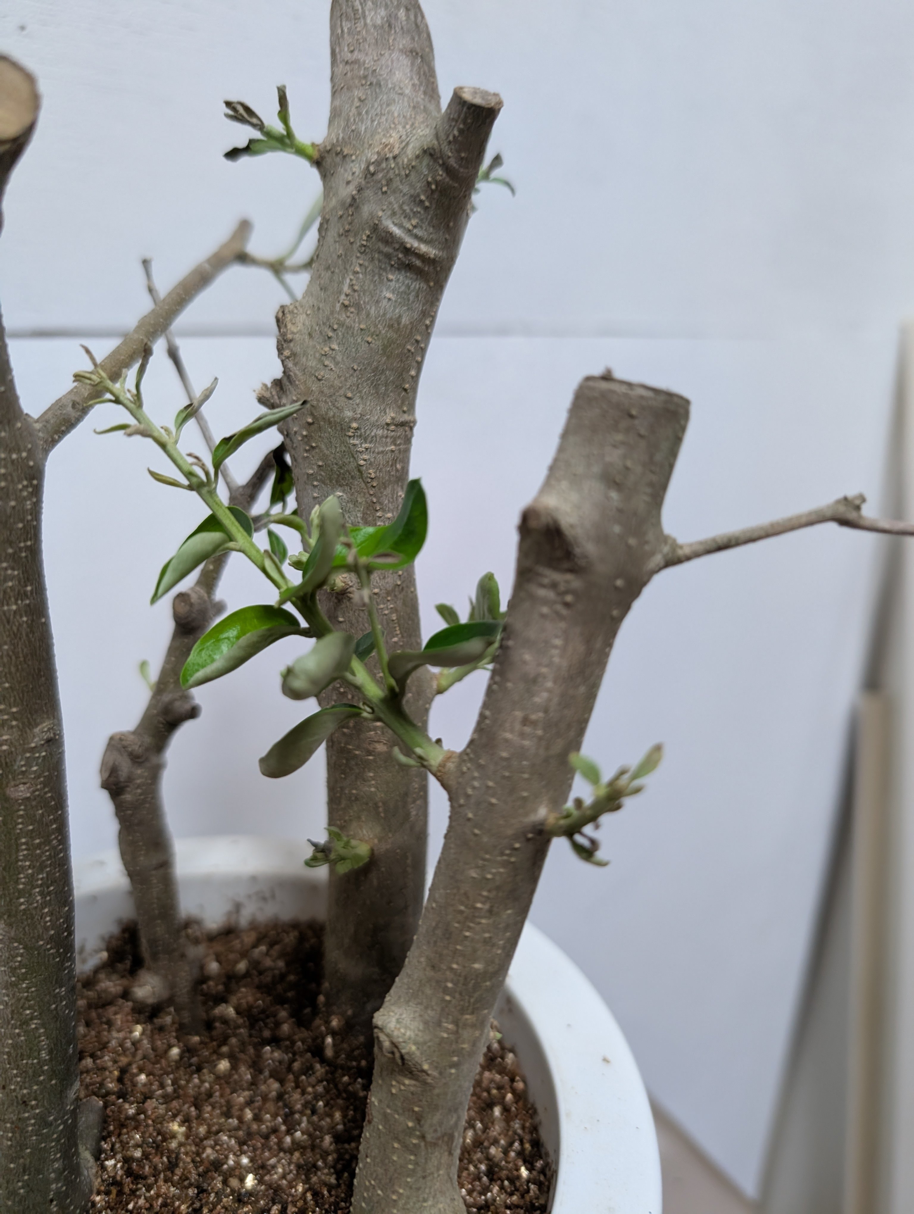 オリーブ挿し木3ヶ月経過後の様子｜テレワークで「副業農家」になるまで