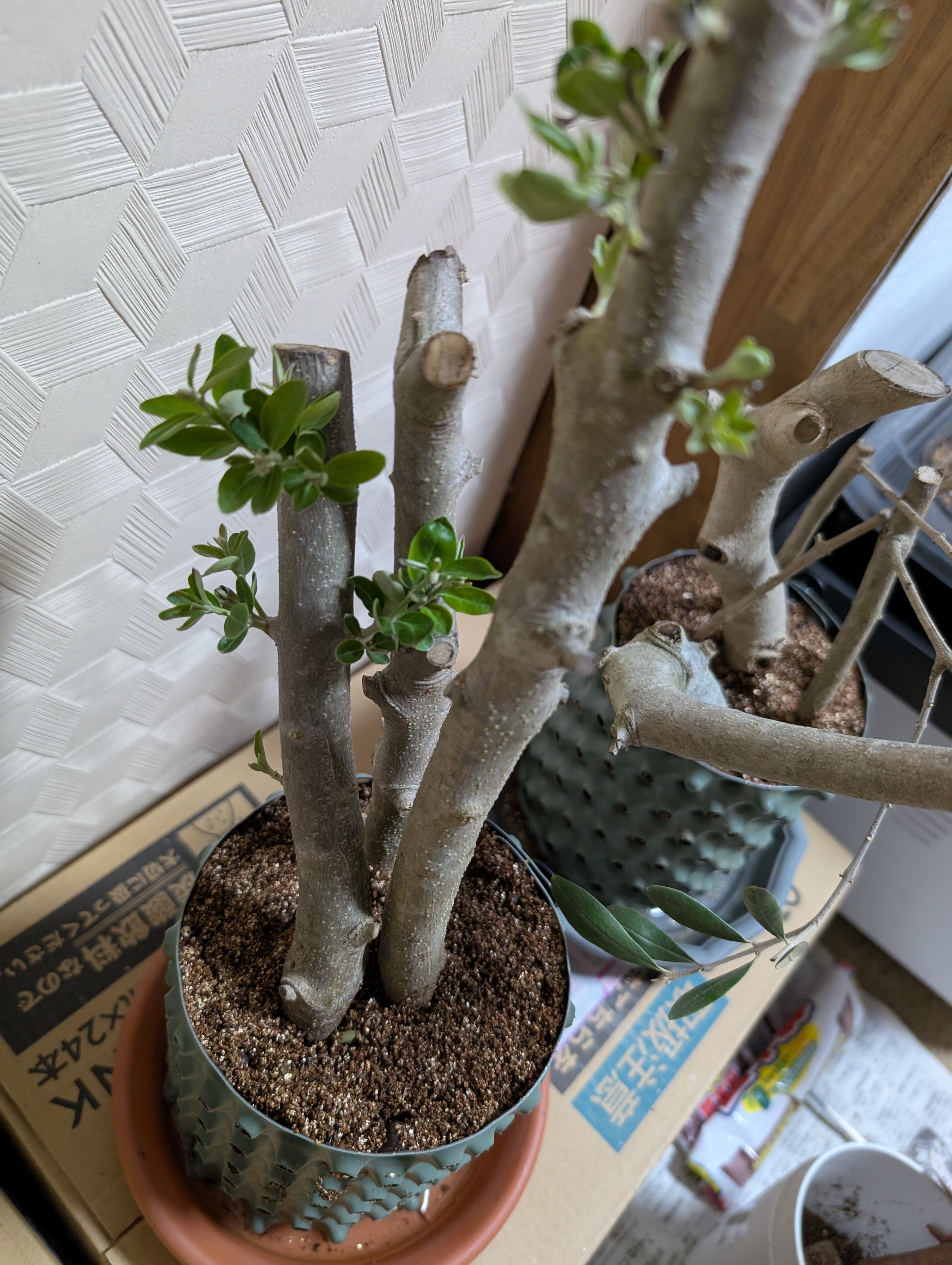 オリーブ 太枝 剪定枝 挿木 盆栽 10本 オリーブ 太枝 剪定枝 挿木 盆栽 10本 オリーブ挿木 太木 枝 無農薬!