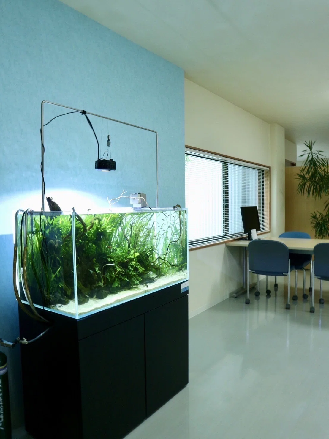 徳島初！本格アクアリウム水槽レンタルサービス｜水槽屋oAsis