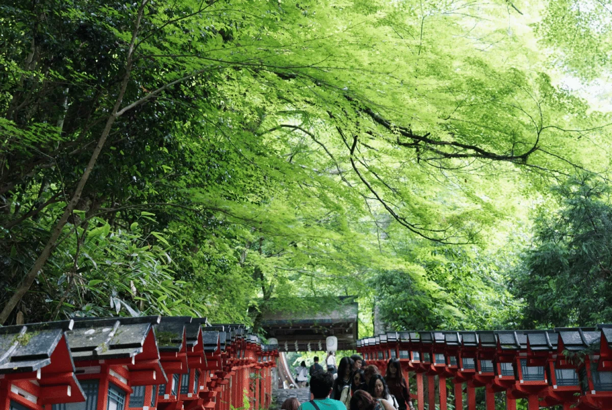 初夏の京都での過ごし方。青もみじと涼しさを求めて、貴船・鞍馬へ 