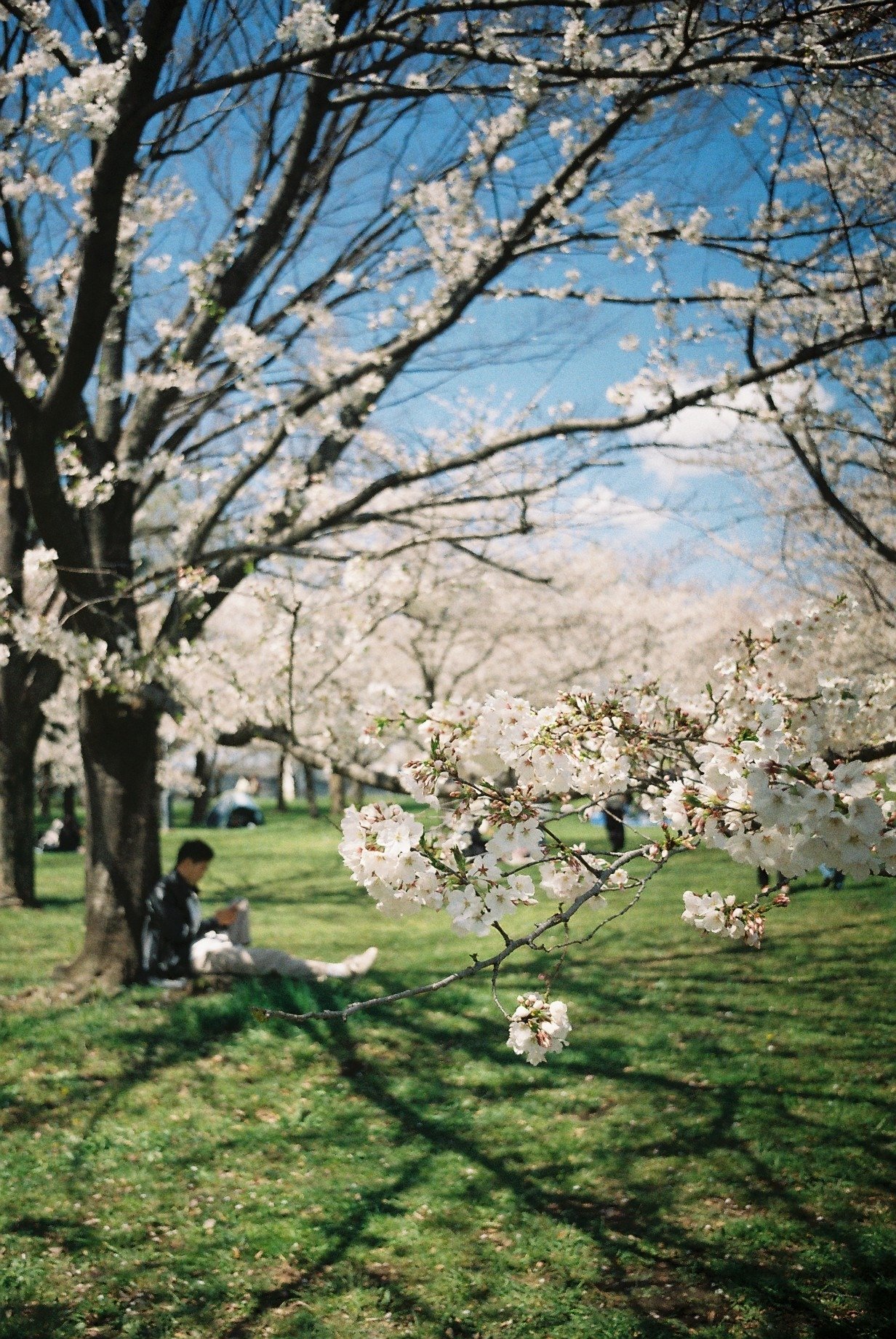 麗しの戦前Contax、その機構哲学と浪漫｜masato