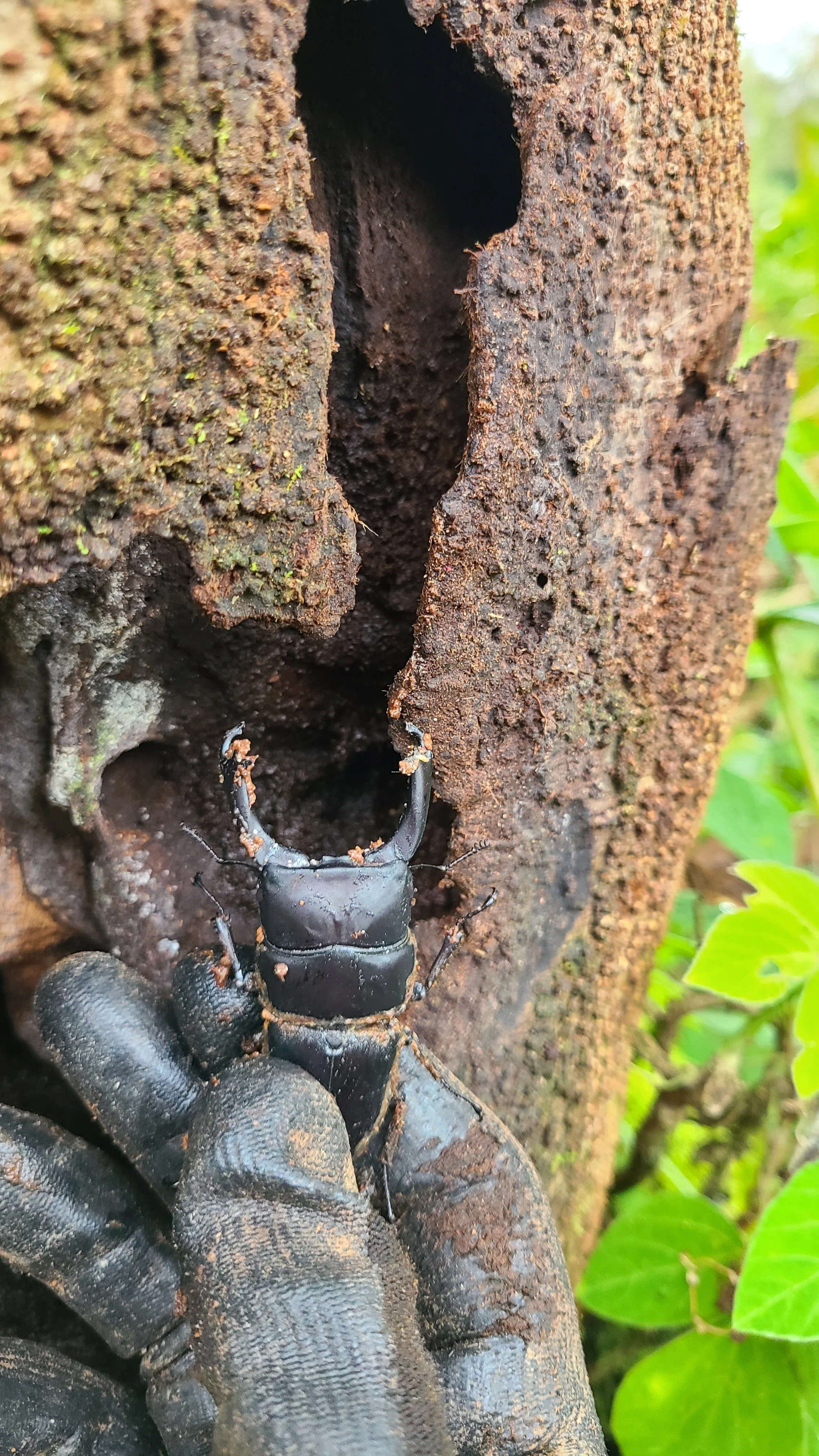 ボルネオ島 昆虫採集紀行③ 🇲🇾｜キヨタミ