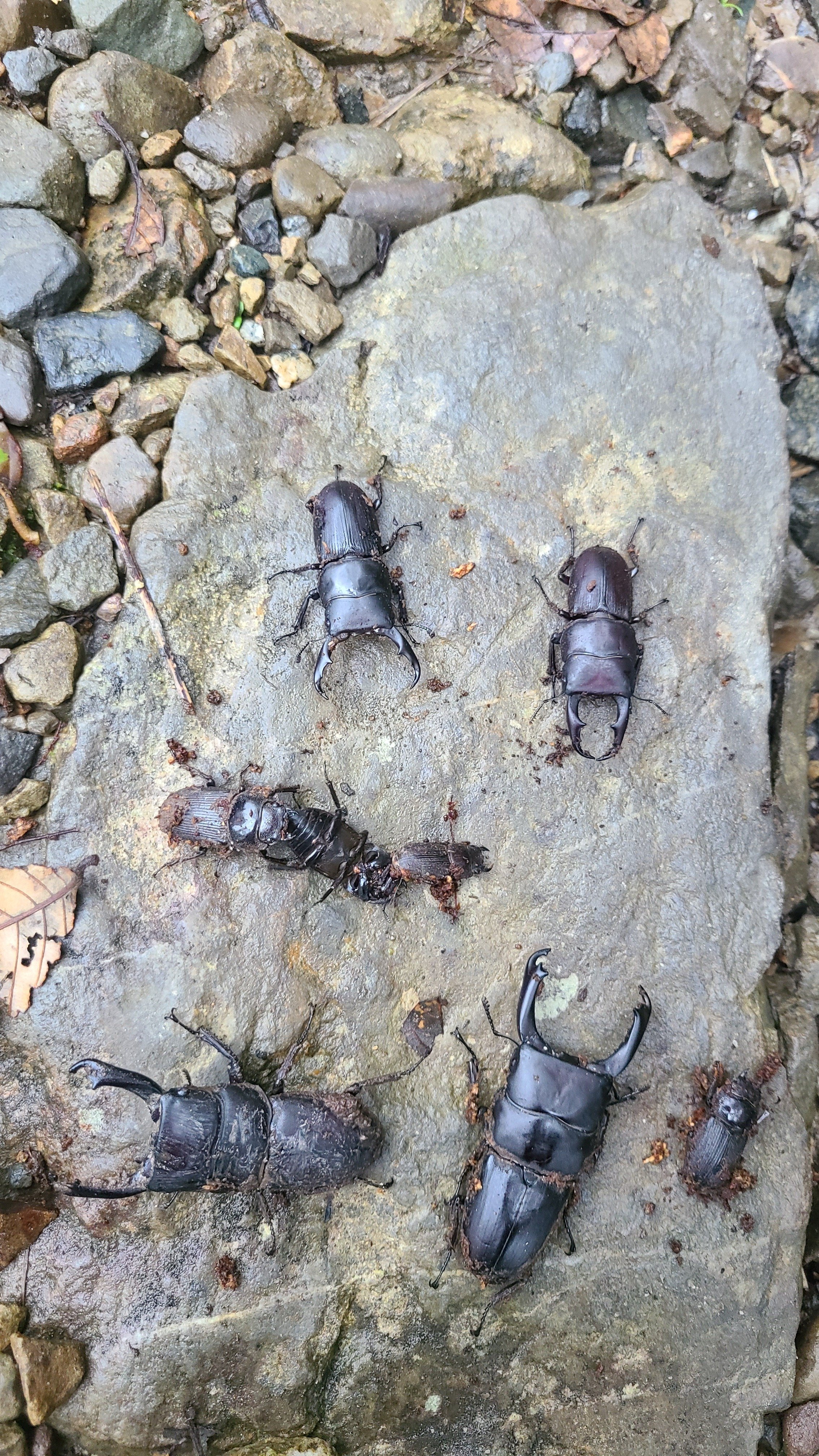 フレーム入り　 ボルネオ島クワガタムシ　標本 フレーム入り ボルネオ島クワガタムシ 標本 <0829z昆虫標本