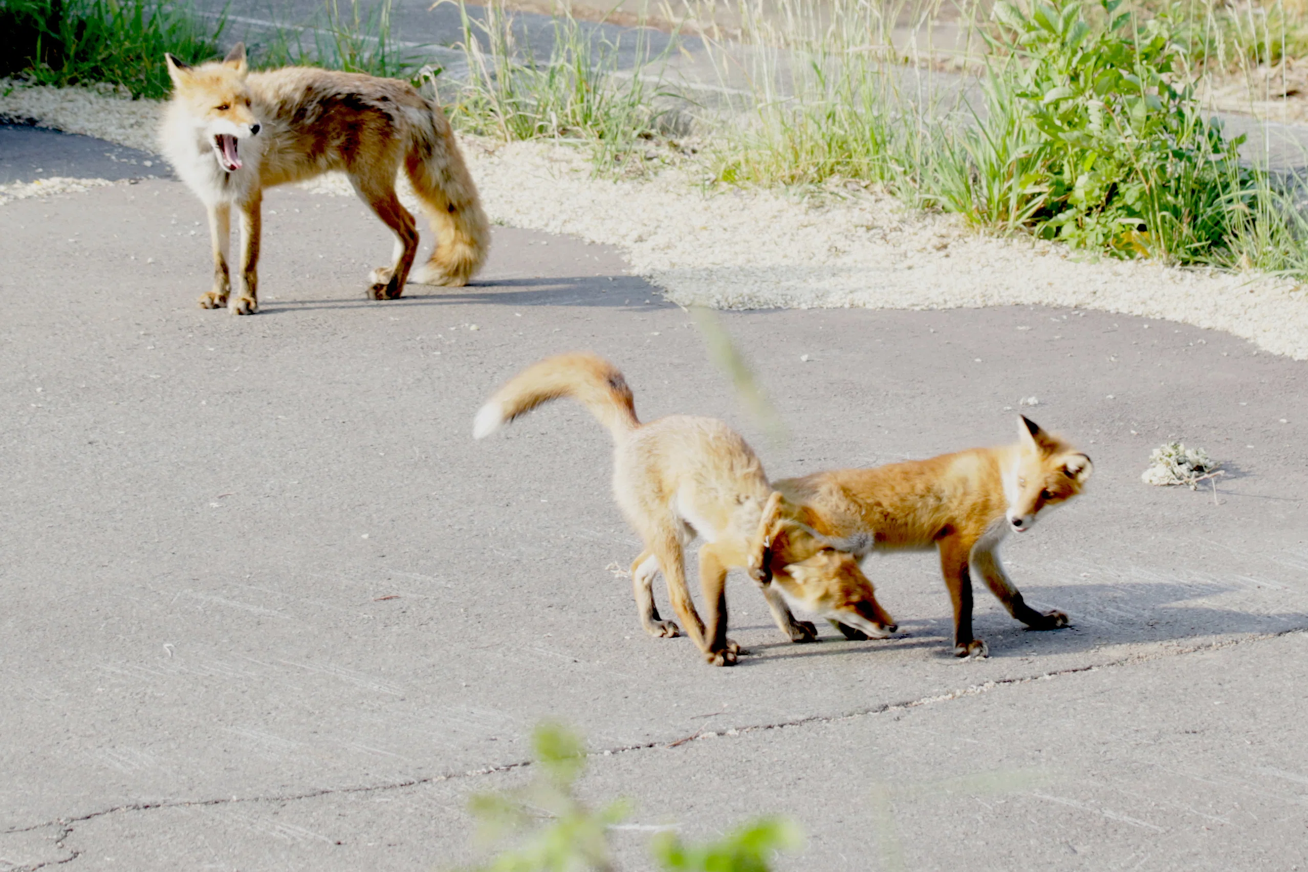 札幌の住宅街に住む仲良しキタキツネ親子Friendly Ezo Red Fox family