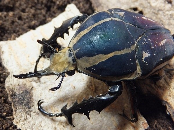 ウガンデンシスオオツノカナブンの飼育記録【2014～2019】｜AKECHI