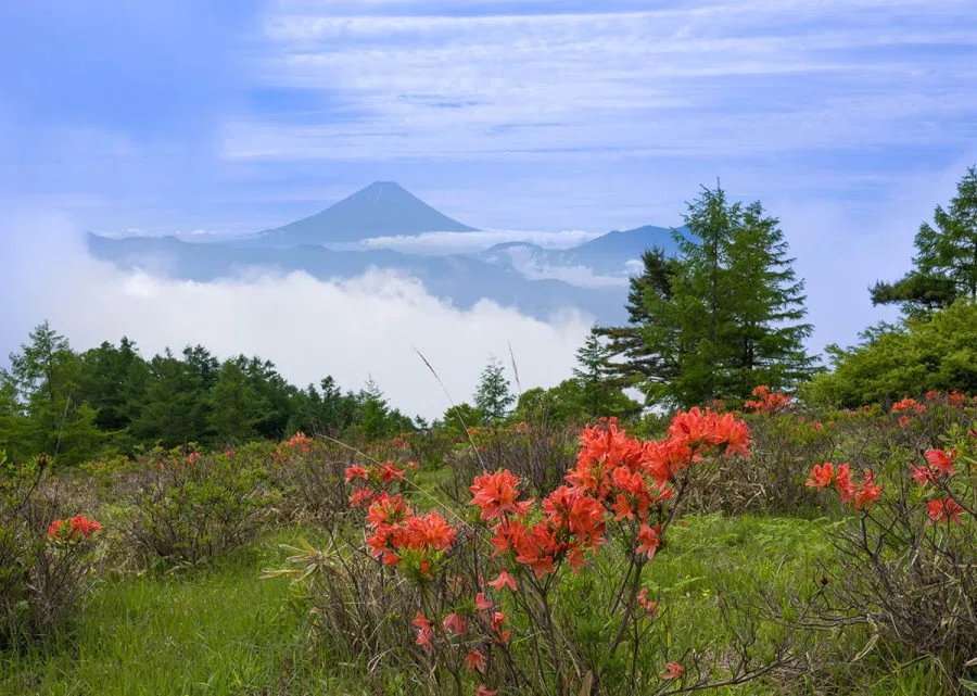 甘利山のレンゲツツジ | GFX100RF｜borichan | 旅するカメラ