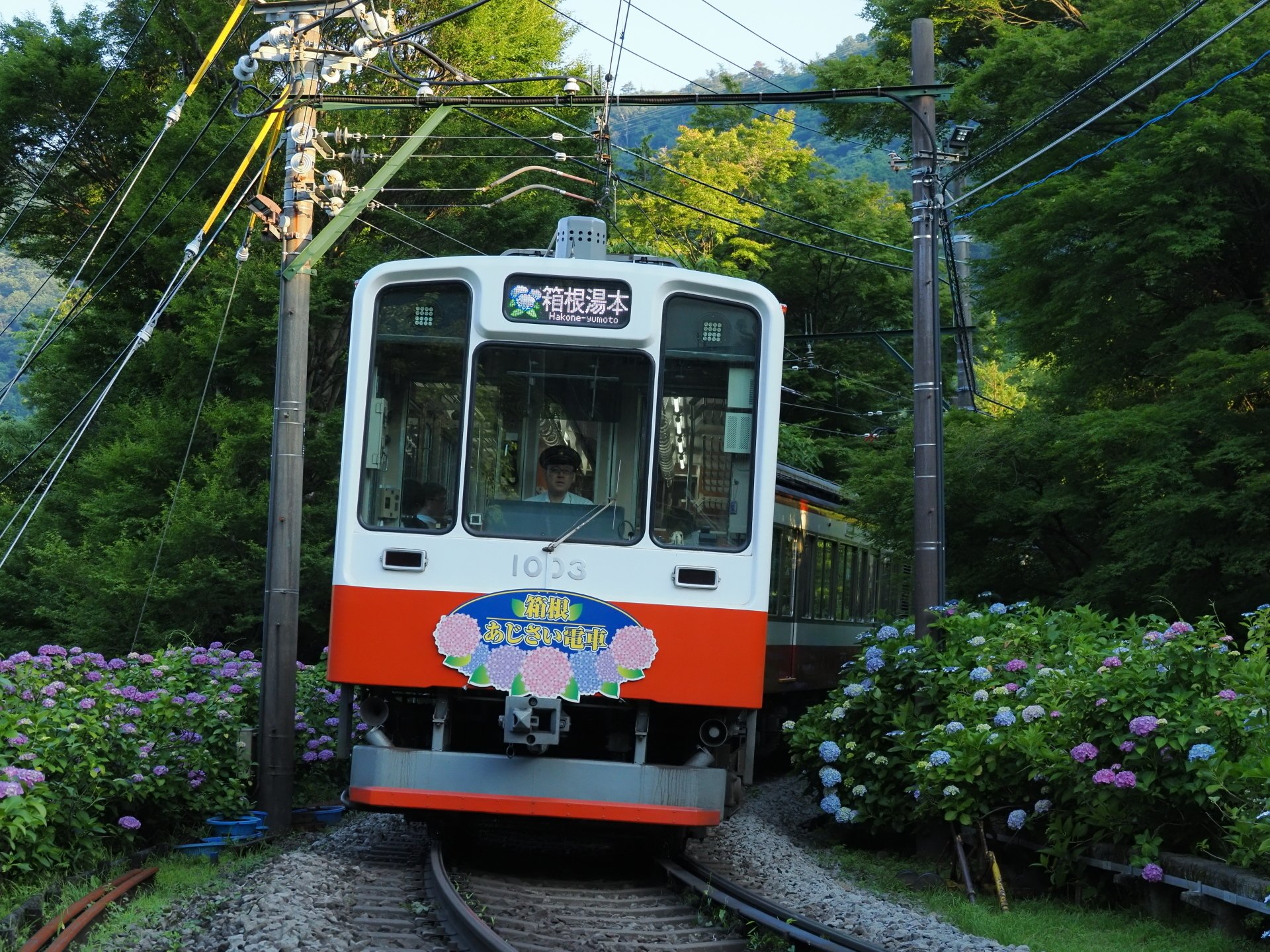 鉄道探訪＞箱根登山電車「あじさい電車」｜OM SYSTEM RAIL