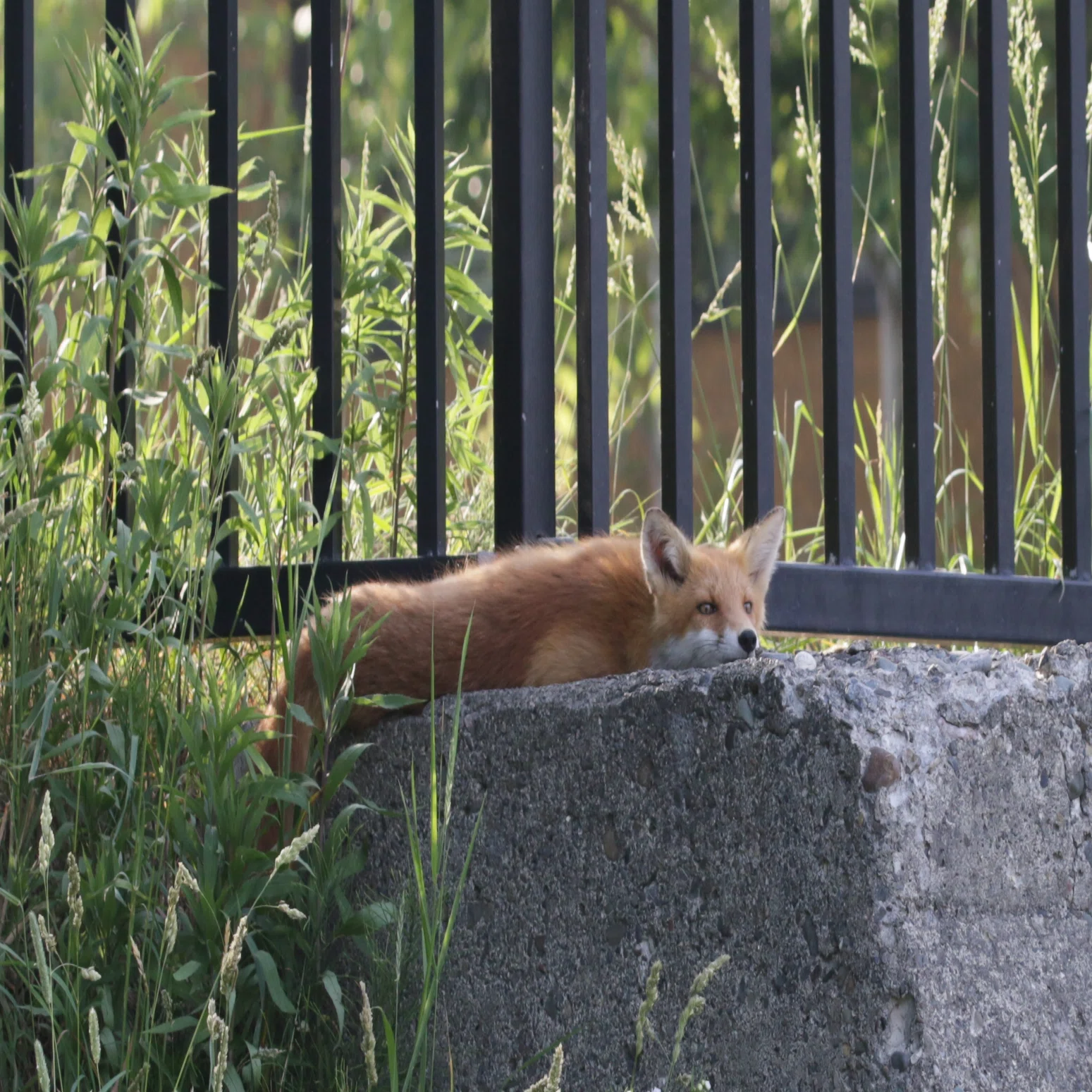 札幌の住宅街に住む仲良しキタキツネ親子Friendly Ezo Red Fox family 