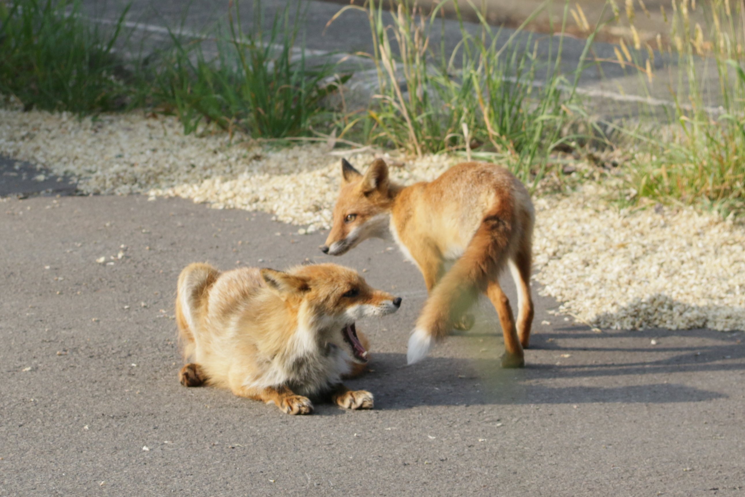 札幌の住宅街に住む仲良しキタキツネ親子Friendly Ezo Red Fox