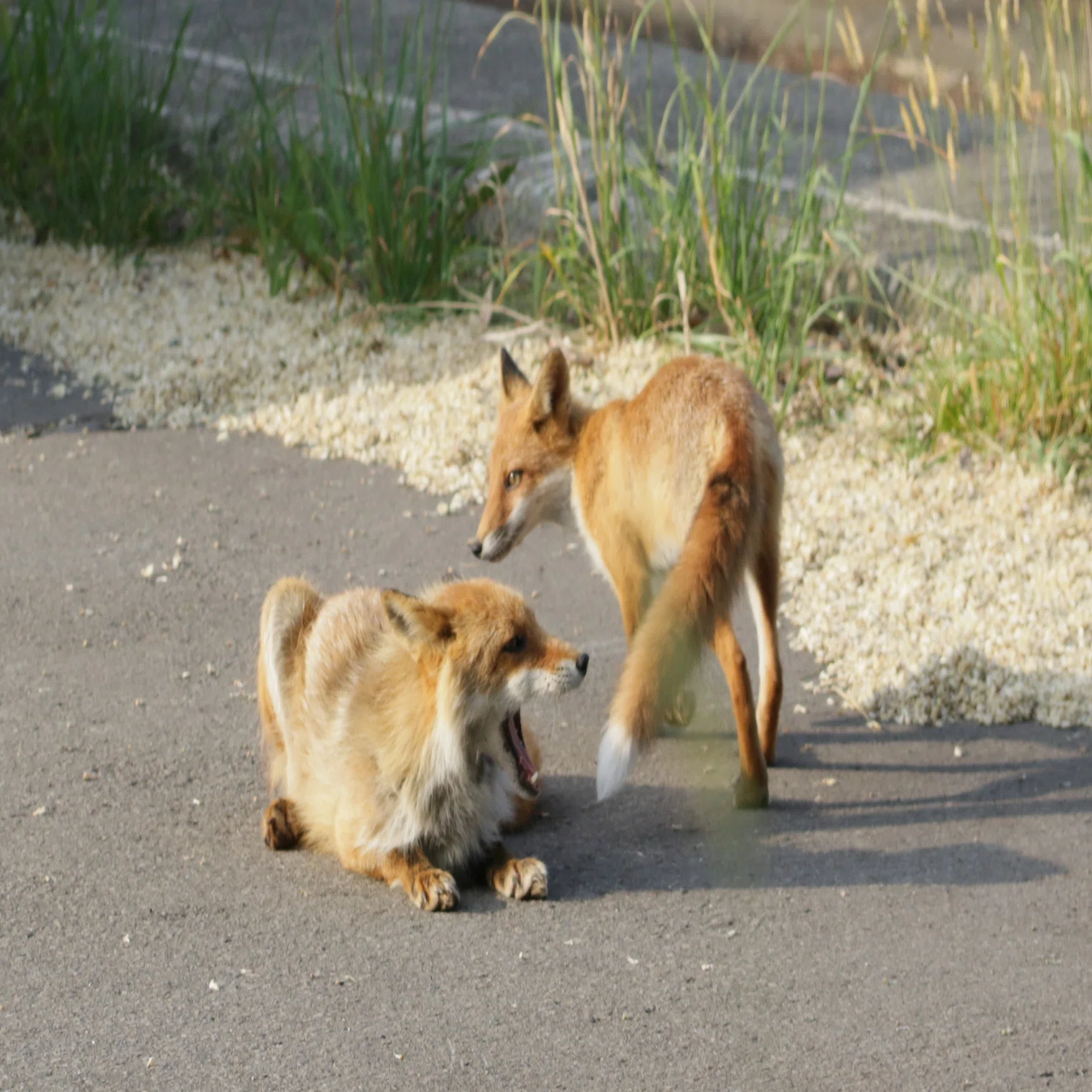 札幌の住宅街に住む仲良しキタキツネ親子Friendly Ezo Red Fox family 