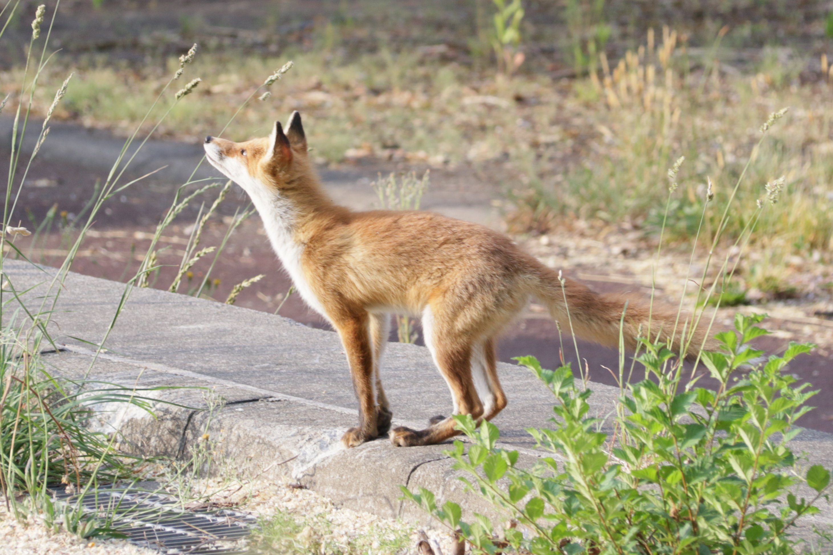 大阪おばちゃん、キタキツネ 🦊 ユキちゃん︎♡︎ʾʾ 遊び疲れてネムネムだね𓂃𖤥𖥧𖥣⋆* 2025