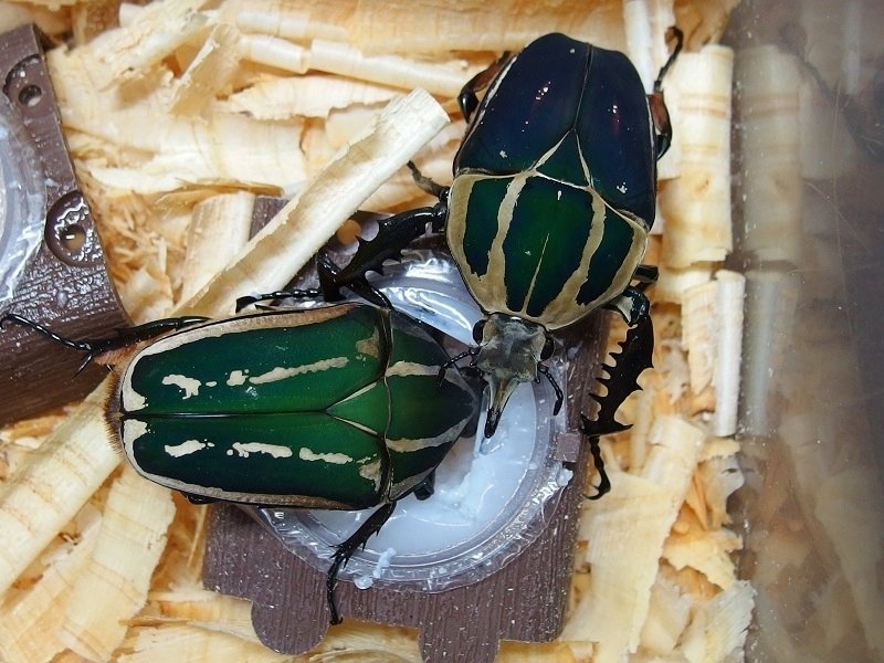 標本　ウガンダ　ウガンデンシス　3頭 ウガンデンシス 2021 ① : GOKUSAISHIKI(サブ)