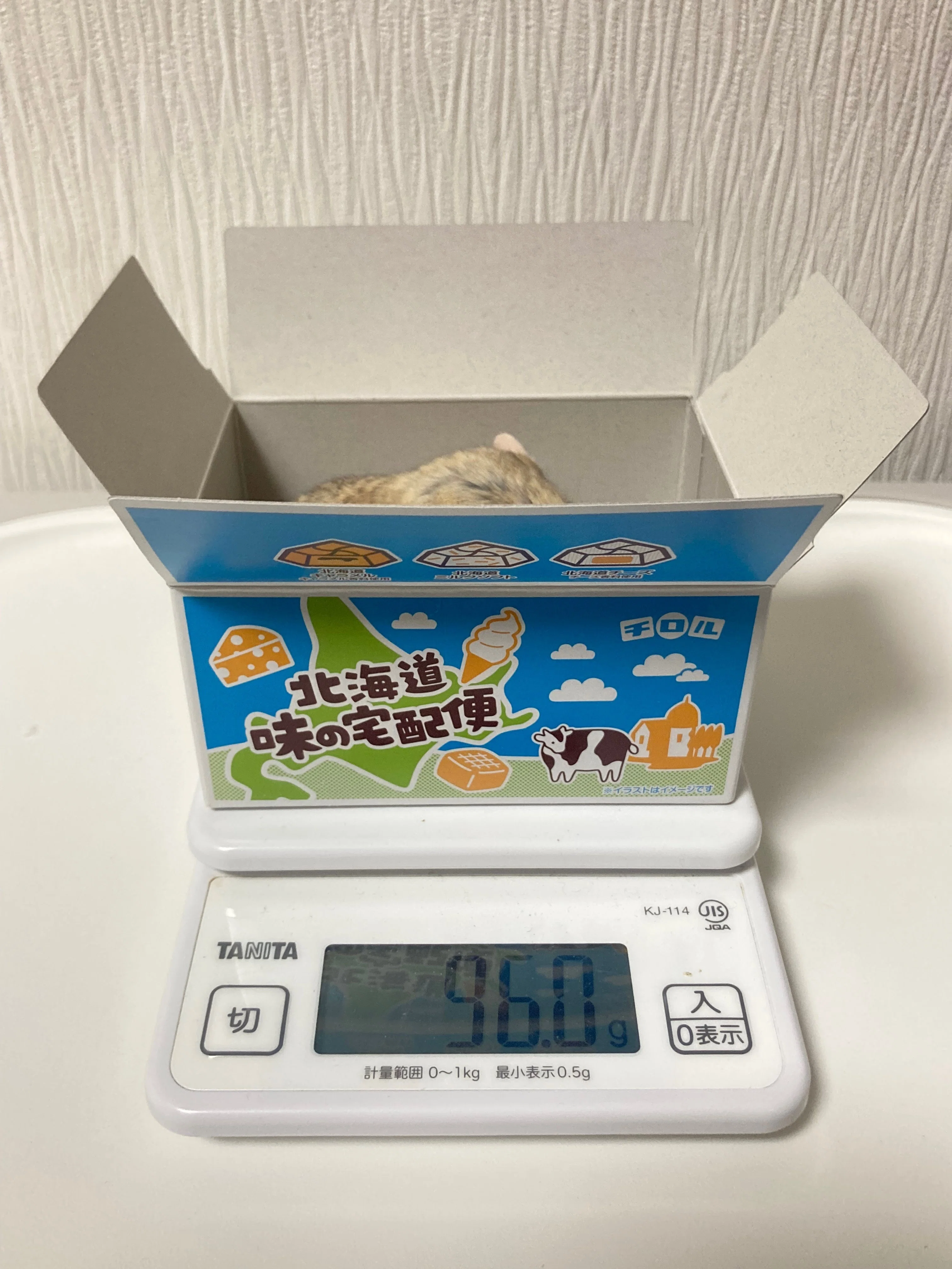 マカちー飼育記録🐭2025/6/21｜体重測定｜senonemu