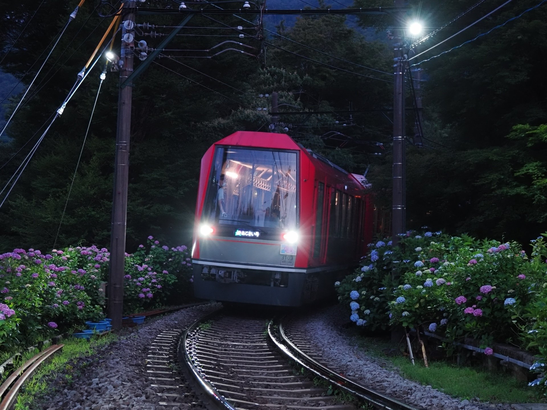 鉄道探訪＞箱根登山電車「あじさい電車」｜OM SYSTEM RAIL